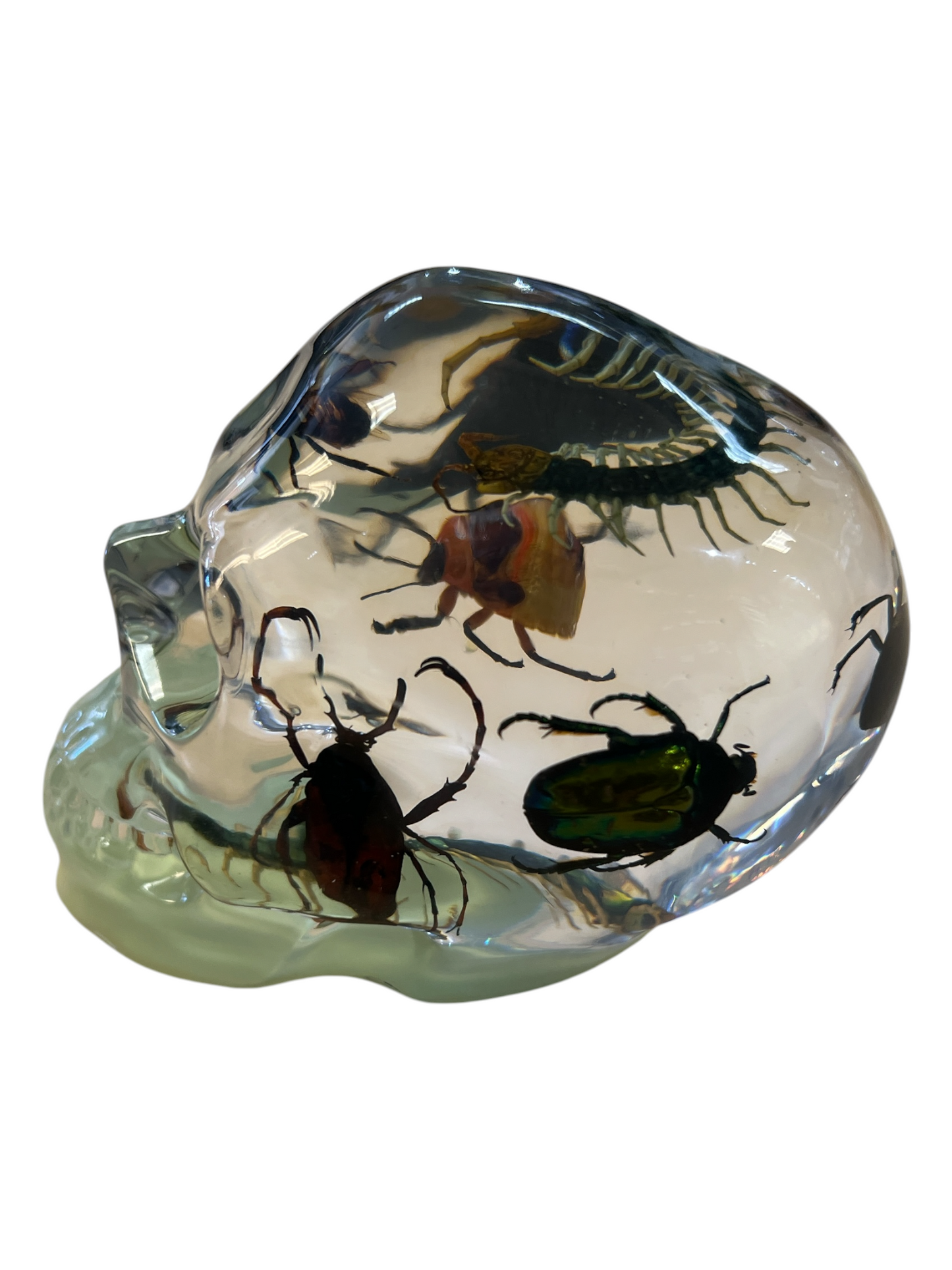 Real Taxidermy Skull & Assorted Bugs
