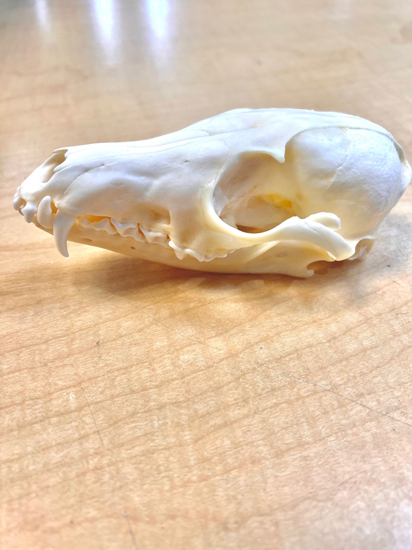 Ethically Sourced Alaskan Red Fox Skull (8.5"inches)