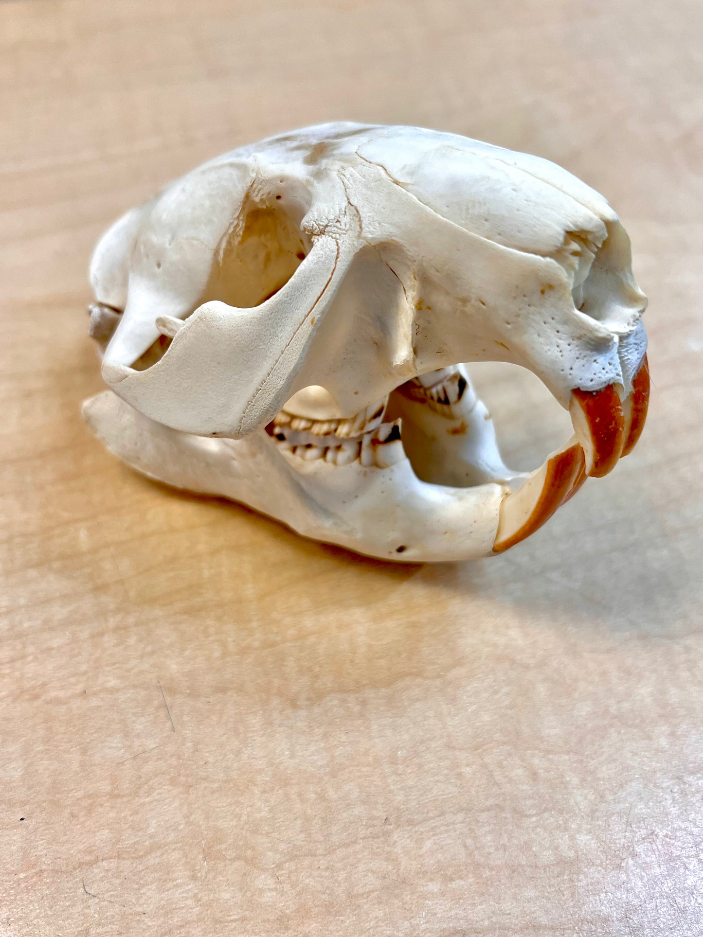Ethically Sourced North American Beaver Skull (6"inch)