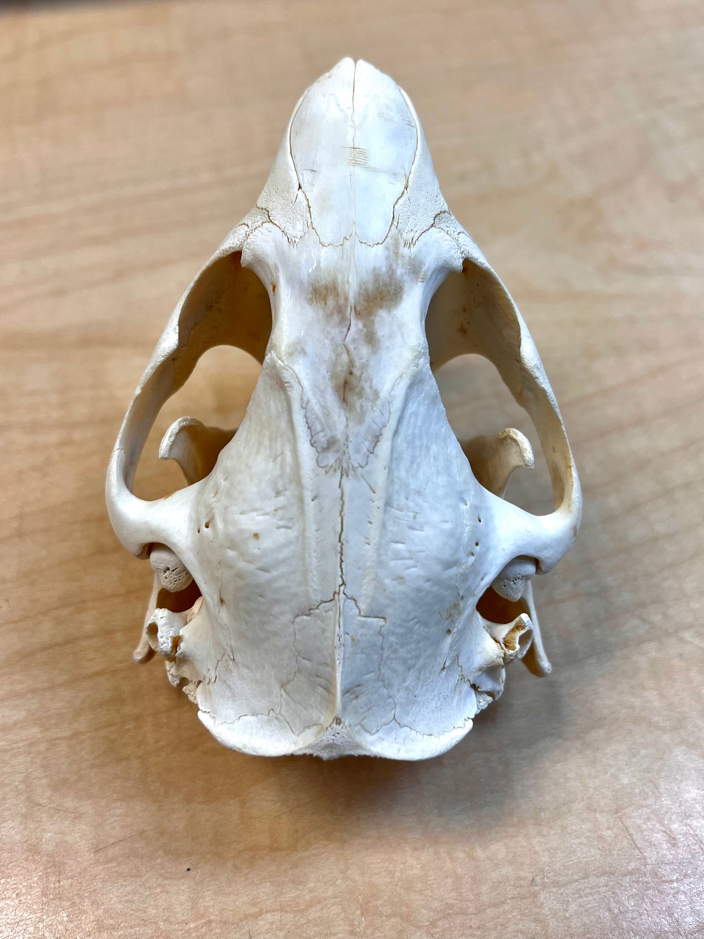 Ethically Sourced North American Beaver Skull (6"inch)