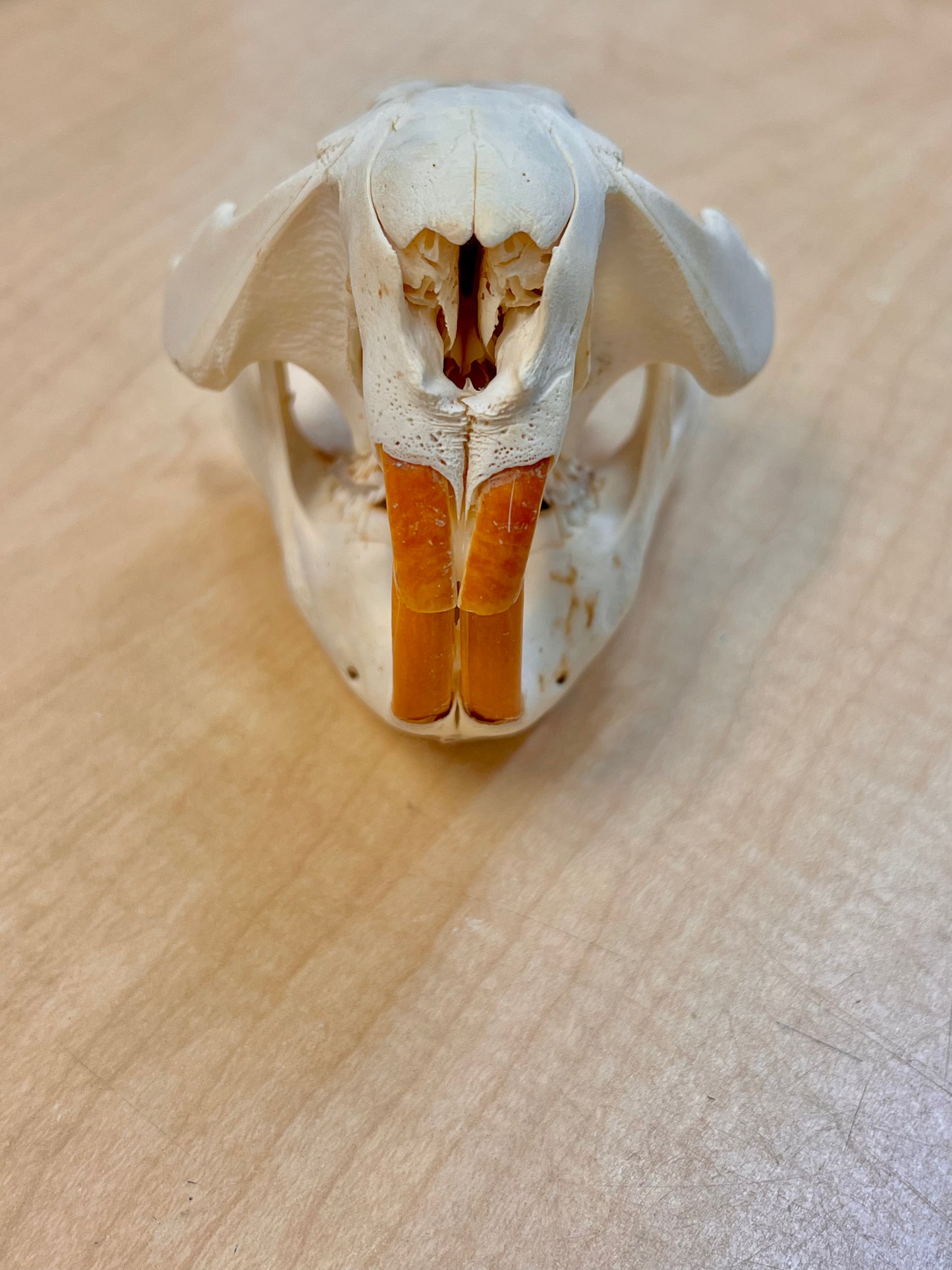 Ethically Sourced North American Beaver Skull (6"inch)