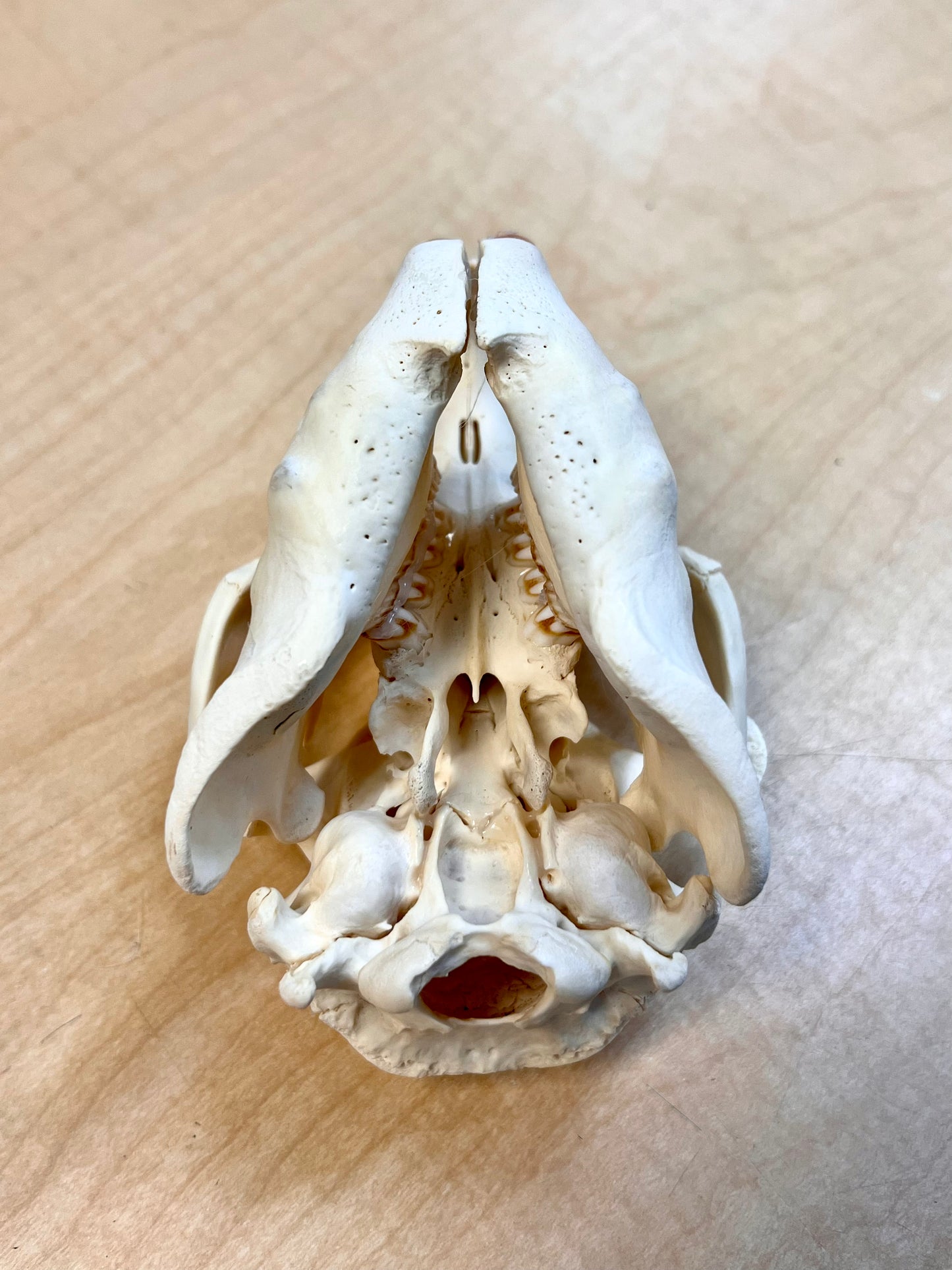 Ethically Sourced North American Beaver Skull (6.5"inch)