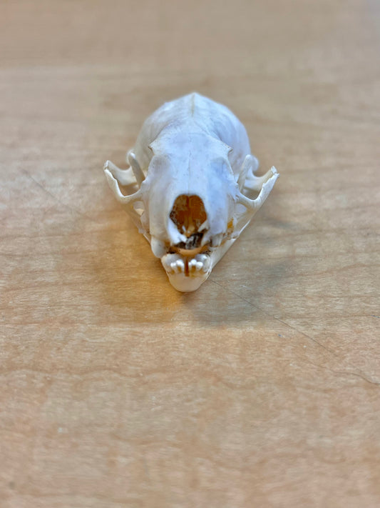 Ethically Sourced North American Mink Skull (3" inch)