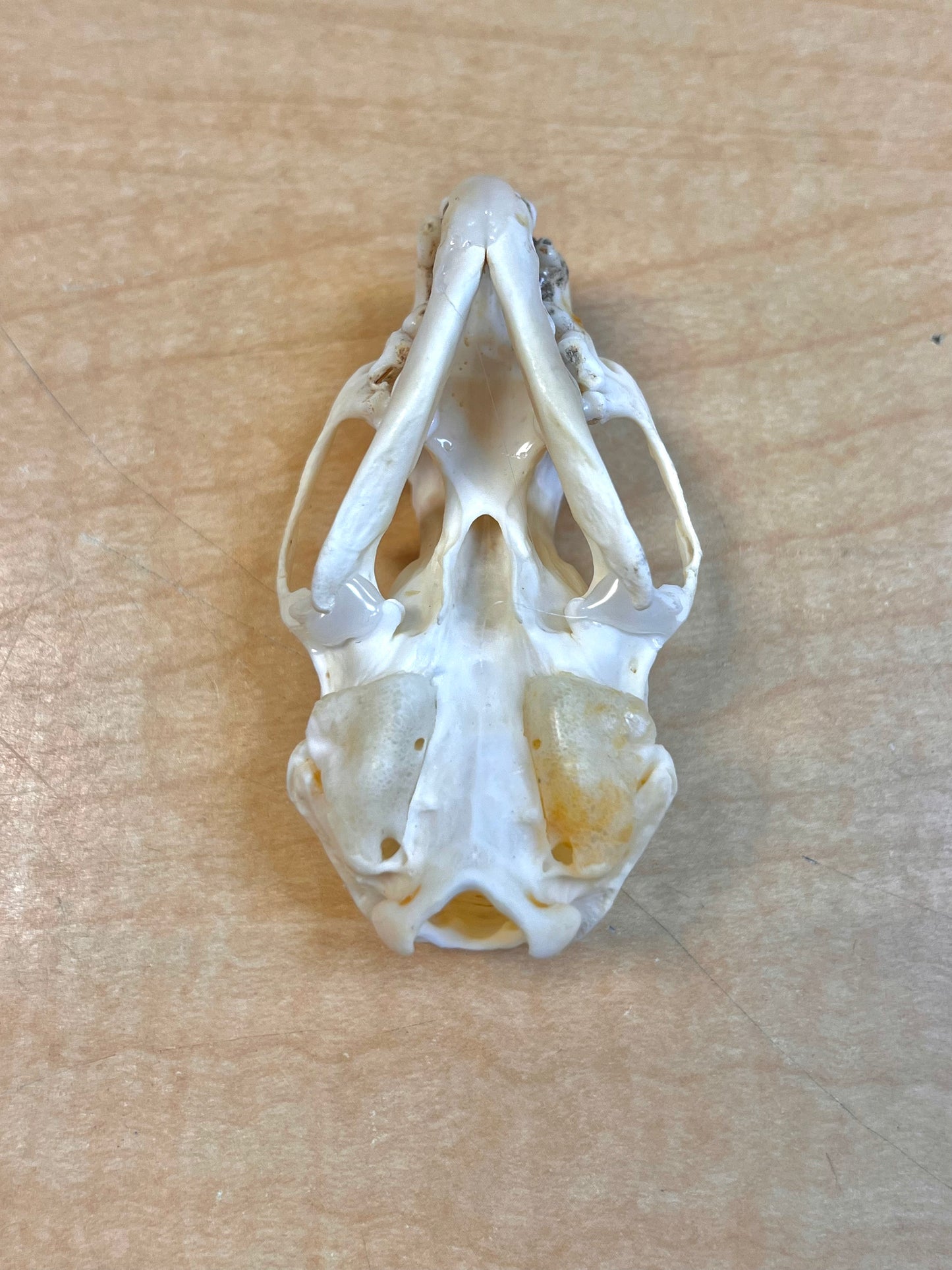 Ethically Sourced North American Mink Skull (3" inch)