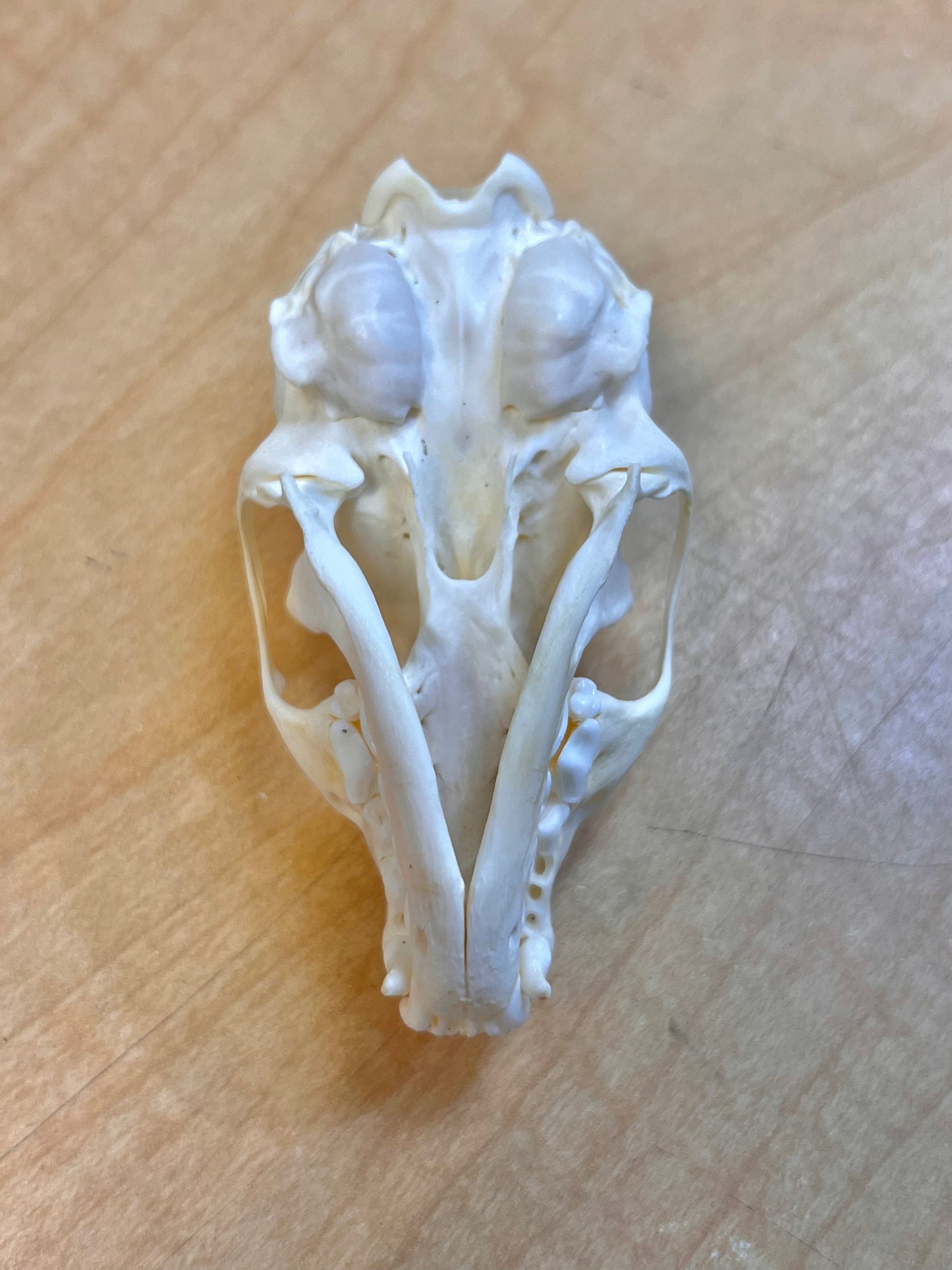 Ethically Sourced North American Marten Skull (3" inch)