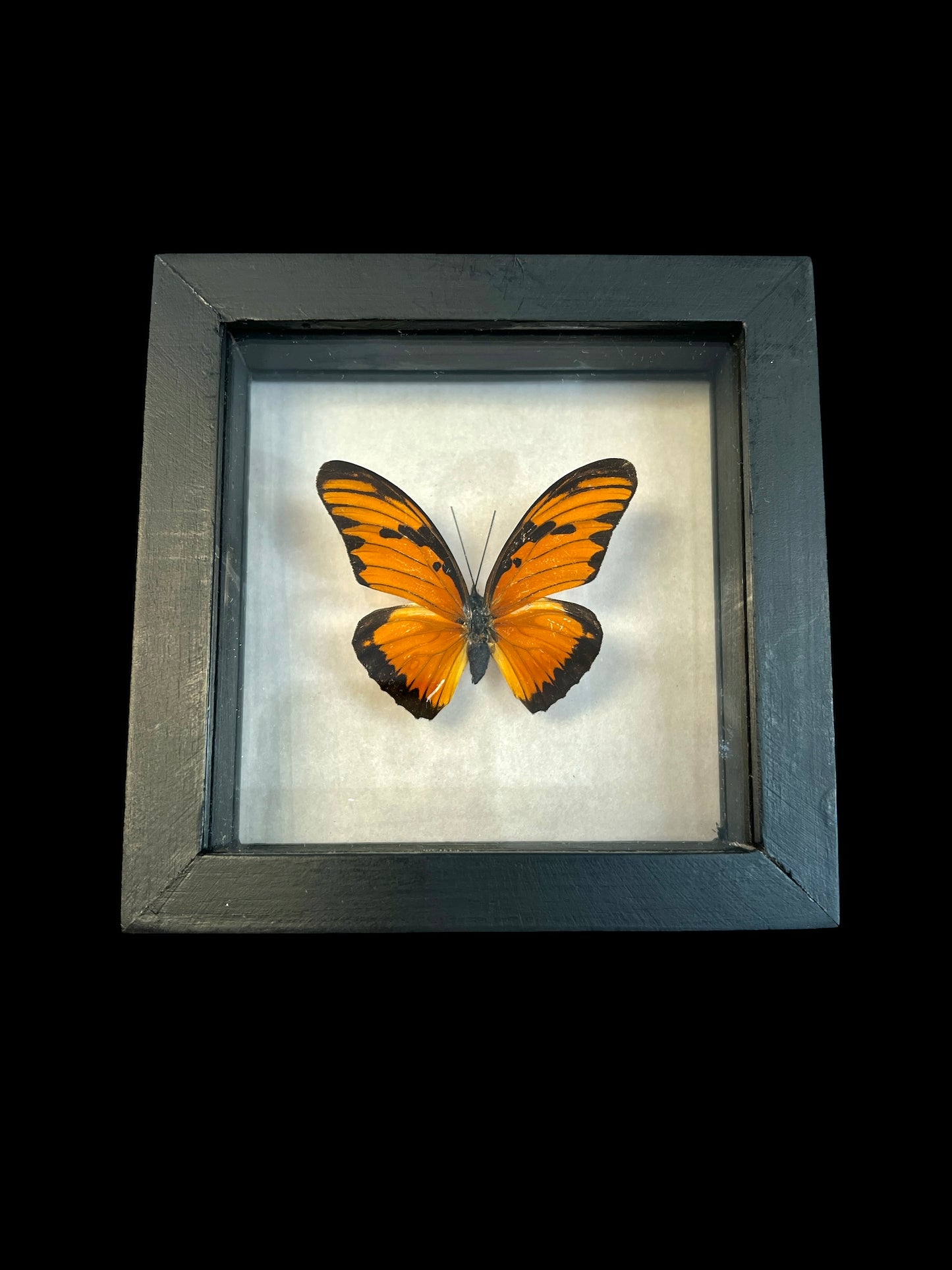 Real Butterfly Taxidermy - "Argraulis Vanillae" - Ethically Sourced