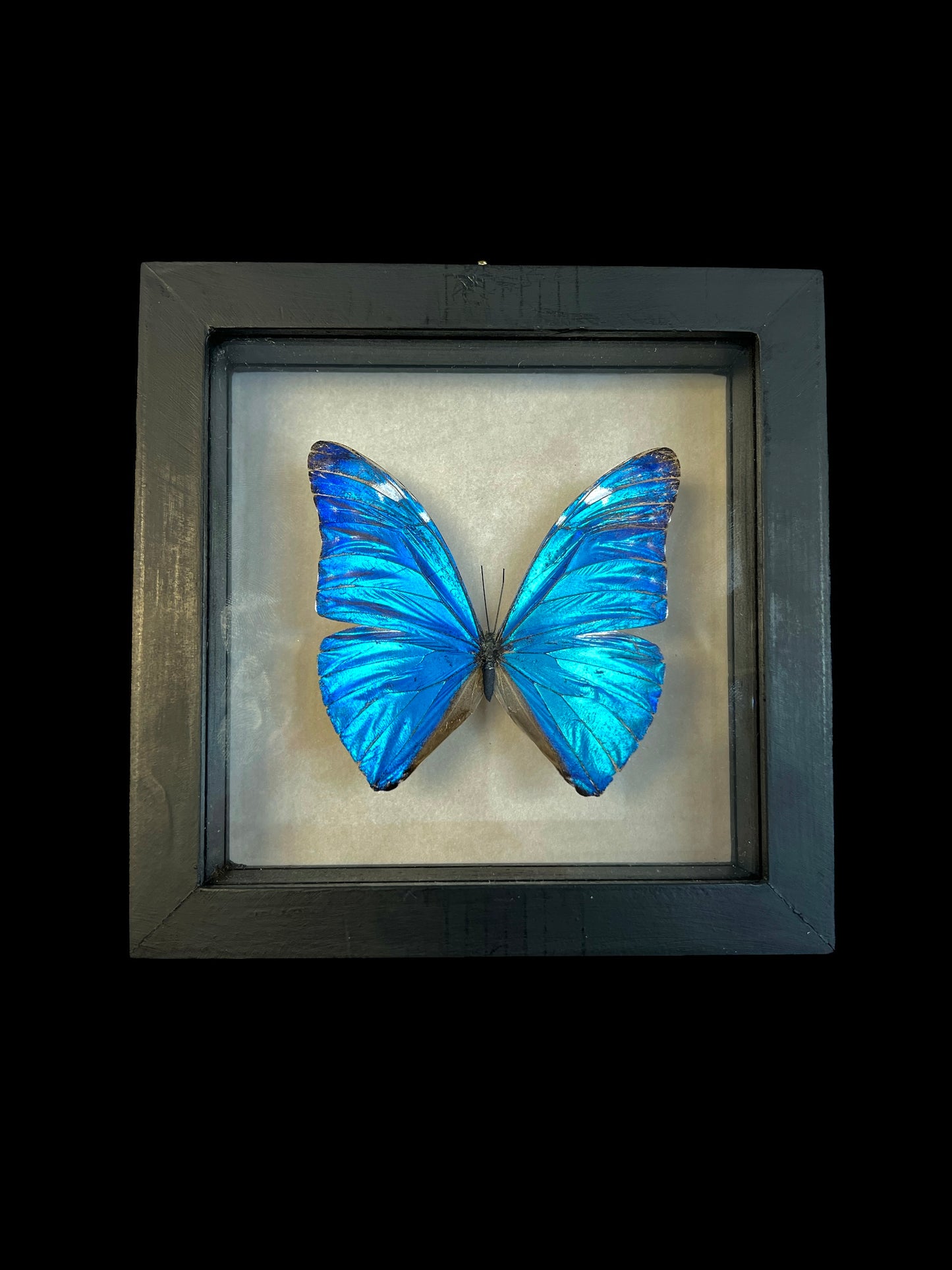 Real Butterfly Taxidermy - "Morpho Marcus" - Ethically Sourced