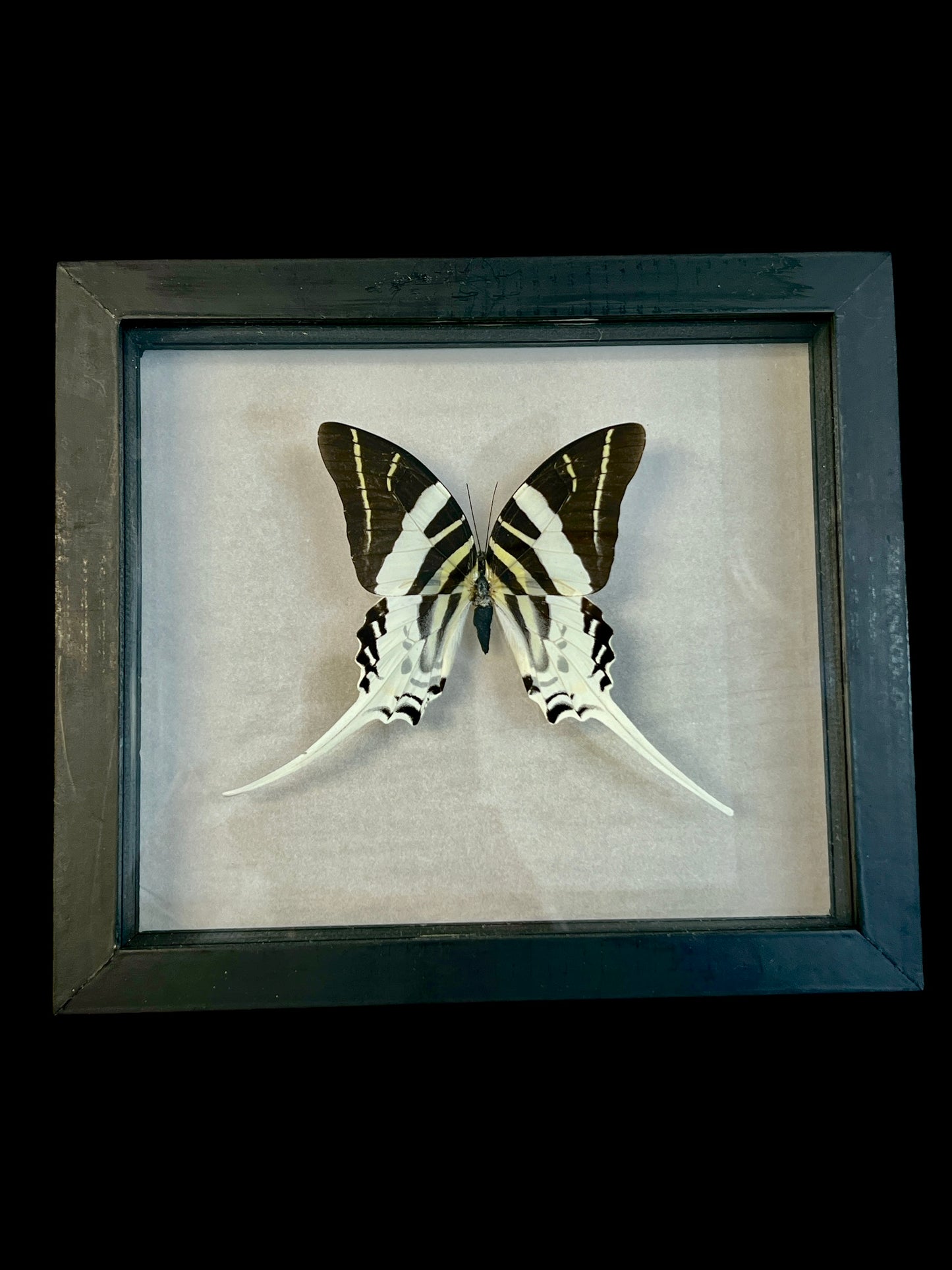 Real Butterfly Taxidermy - "Papilio Androgles" - Ethically Sourced - Indonesia