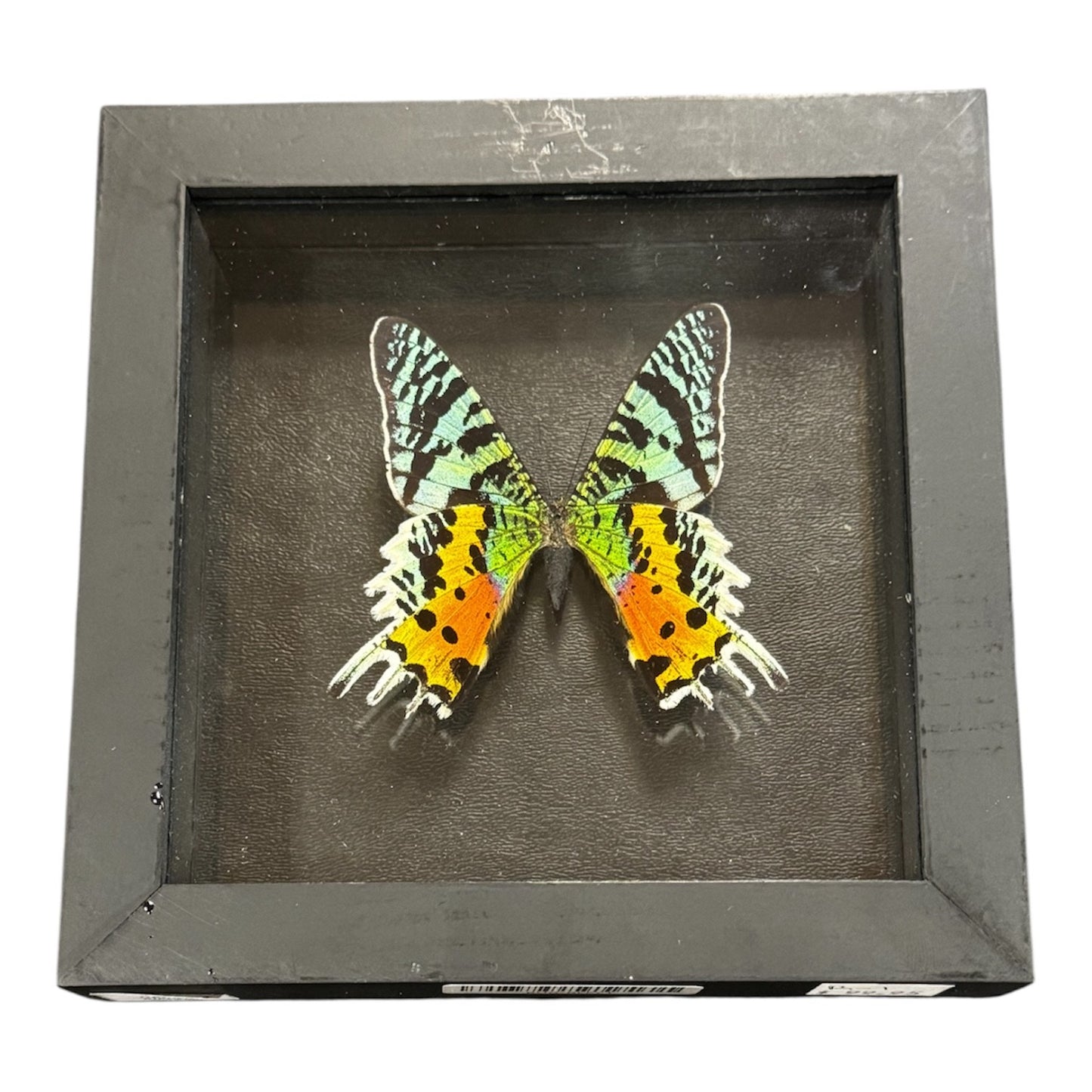 Real Butterfly Taxidermy - "Urania Ripheus" Ethically Sourced - Made In Peru