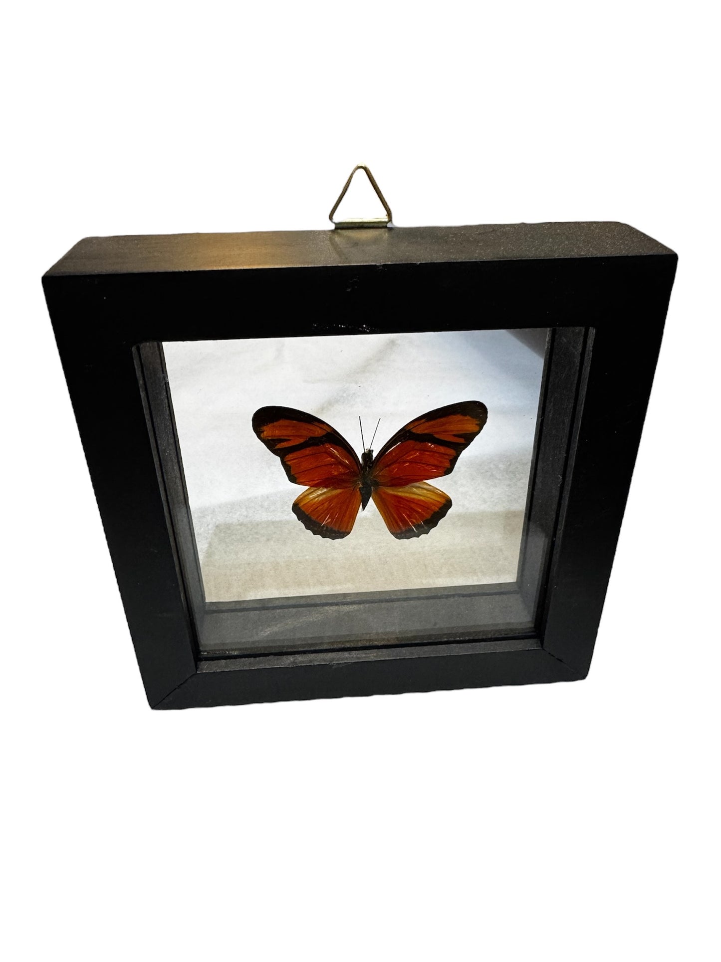 Real Taxidermy Butterfly - "Dryas Lulia" - Ethically Sourced - Made In Peru
