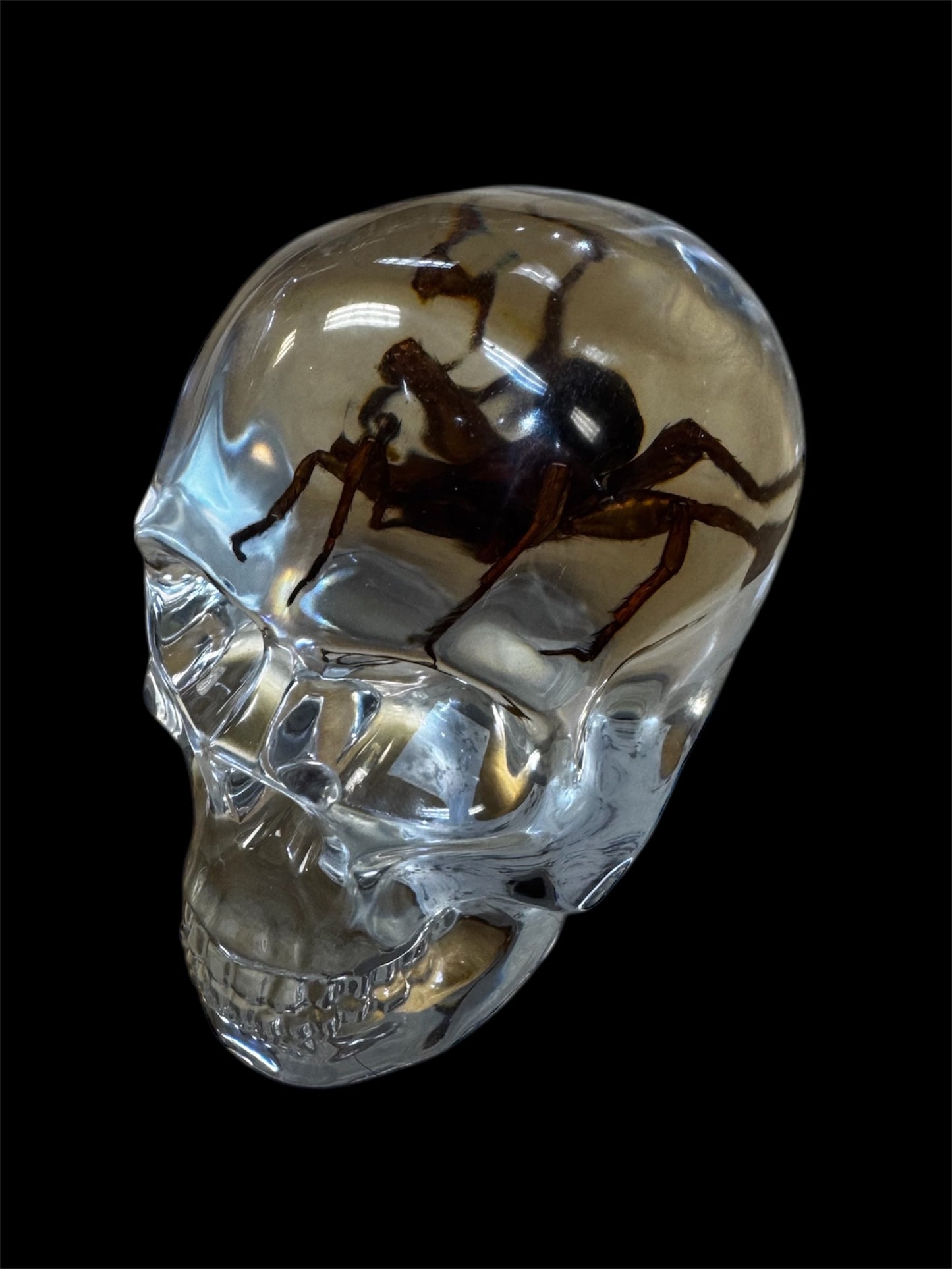 Real Taxidermy Spider - Translucent Resin Skull Housing - Ethically Sourced
