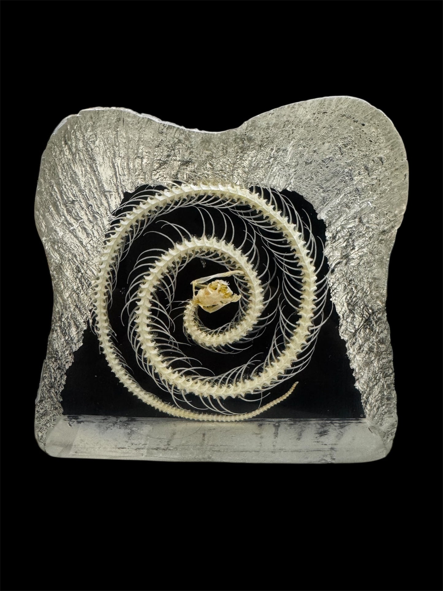 Real Taxidermy Snake Skeleton - Preserved In Resin - Ethically Sourced