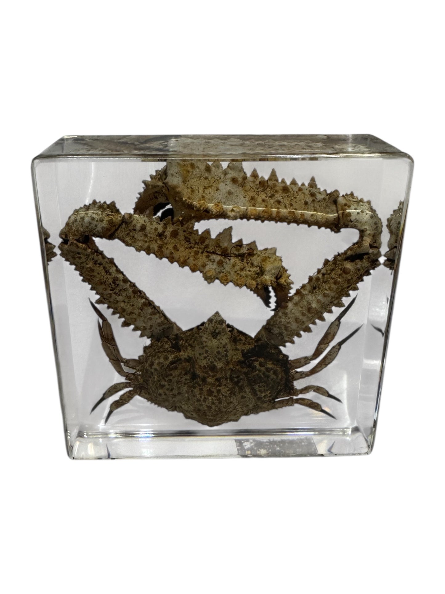 Real Taxidermy Elbow Crab - Preserved In Resin - Ethically Sourced