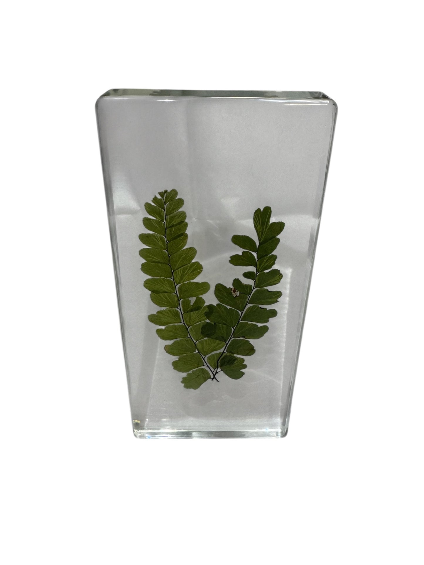 Real Preserved Fern Leaf - Encased in Resin - Ethically Sourced