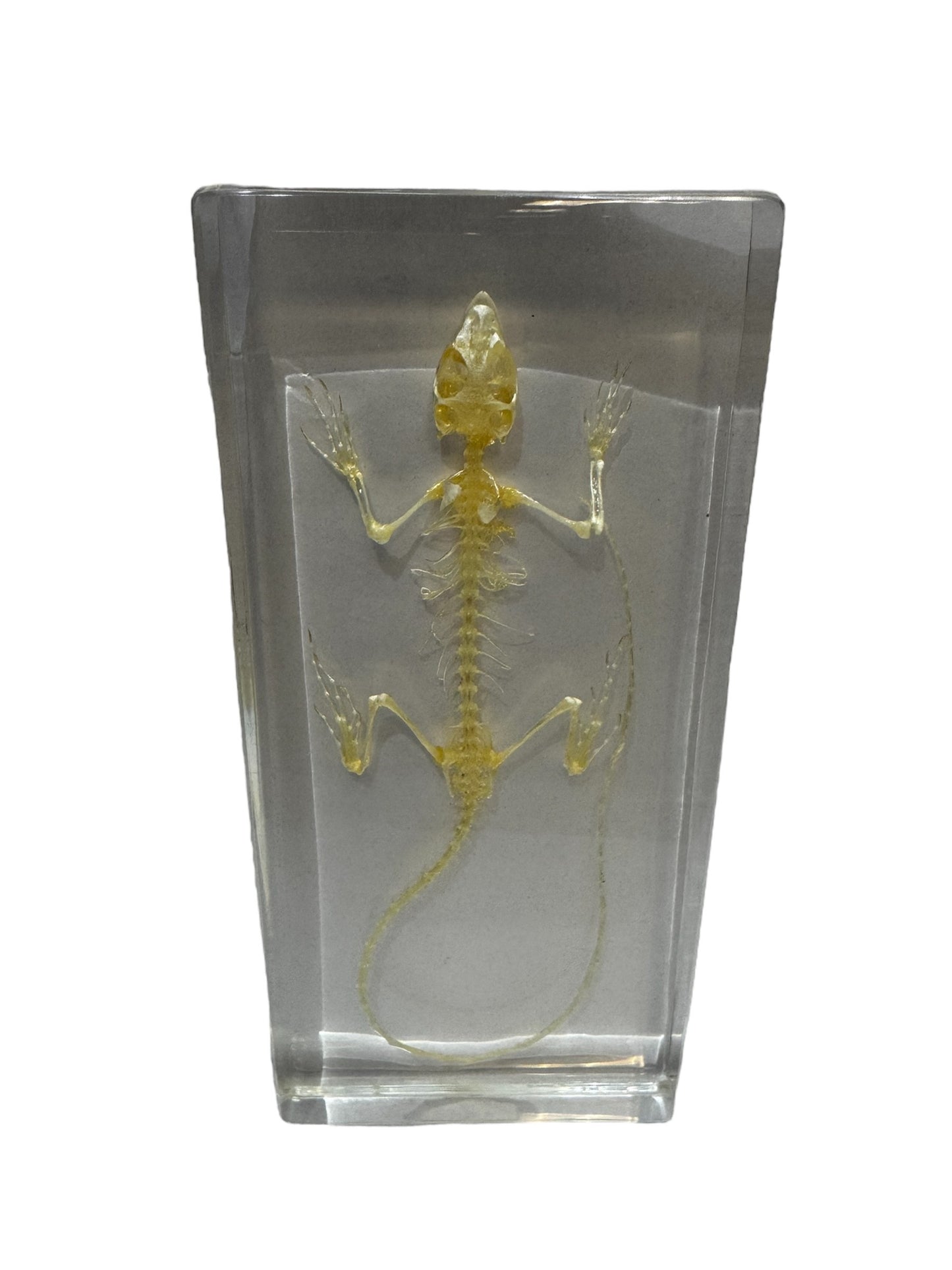 Real Preserved Lizard Skeleton - Preserved In Resin - Ethically Sourced