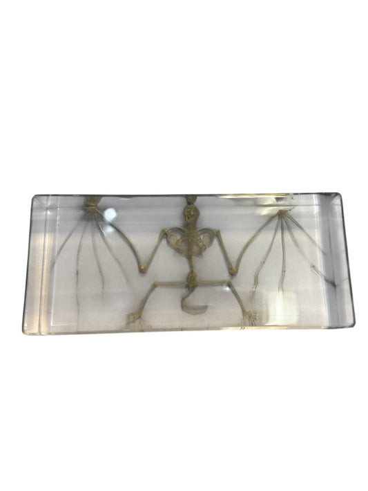Real Preserved Bat Skeleton - Encased In Resin - Ethically Sourced