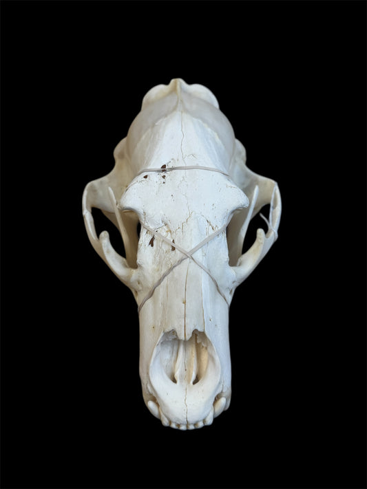 Taxidermy Black Bear Skull - Ethically Sourced - 11" Inches Long
