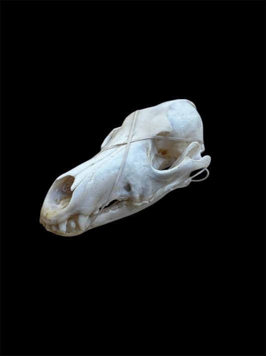 Taxidermy Coyote Skull - Ethically Sourced - 7" Inches Long