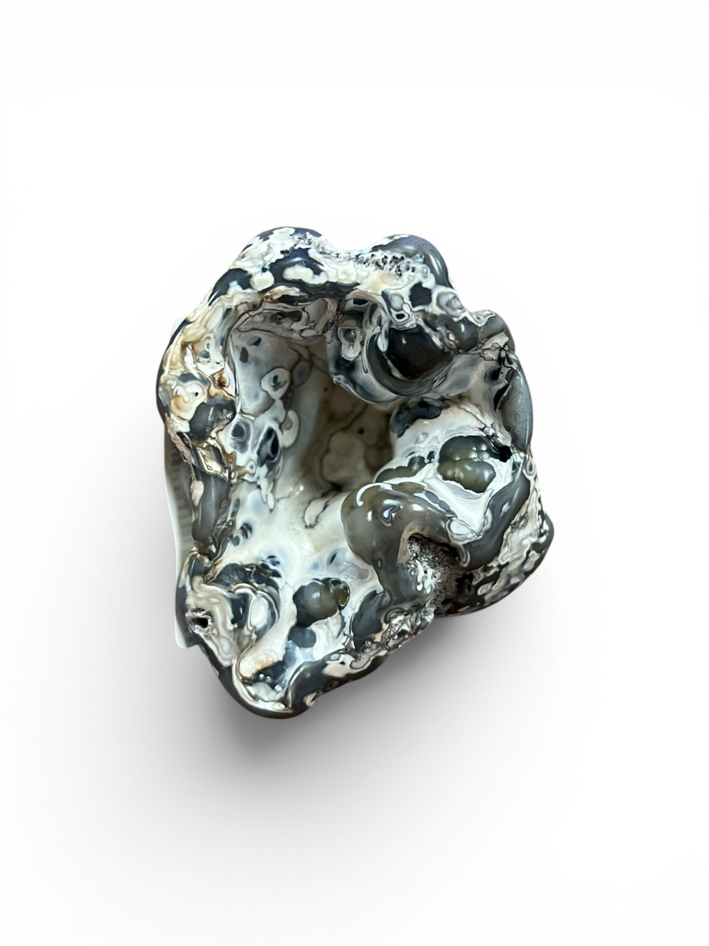 Agatized Coral (Western Florida Coast) 3-6 Inches