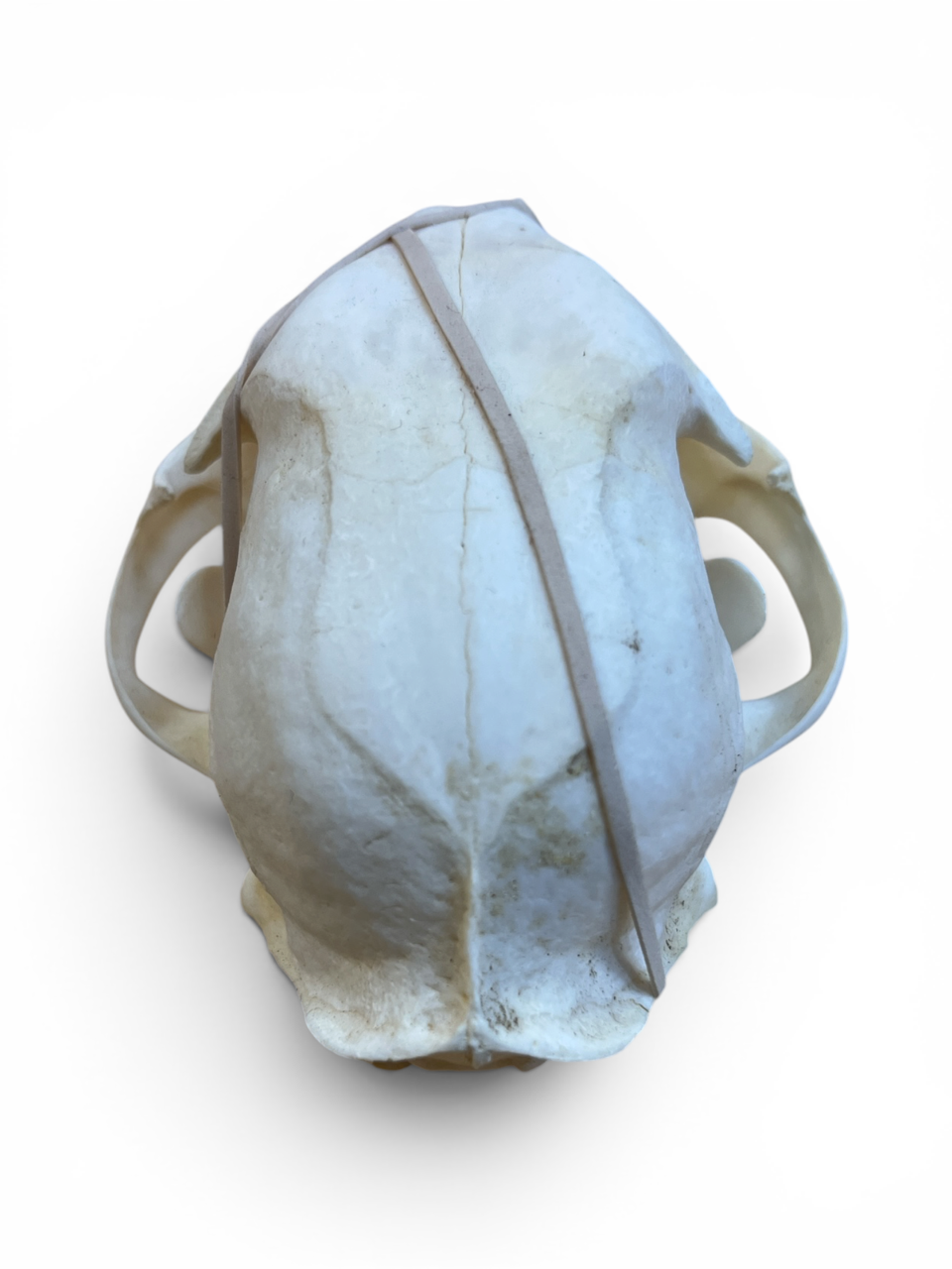 Real Bobcat Skull - Ethically Sourced - 4.75" x 2.75"