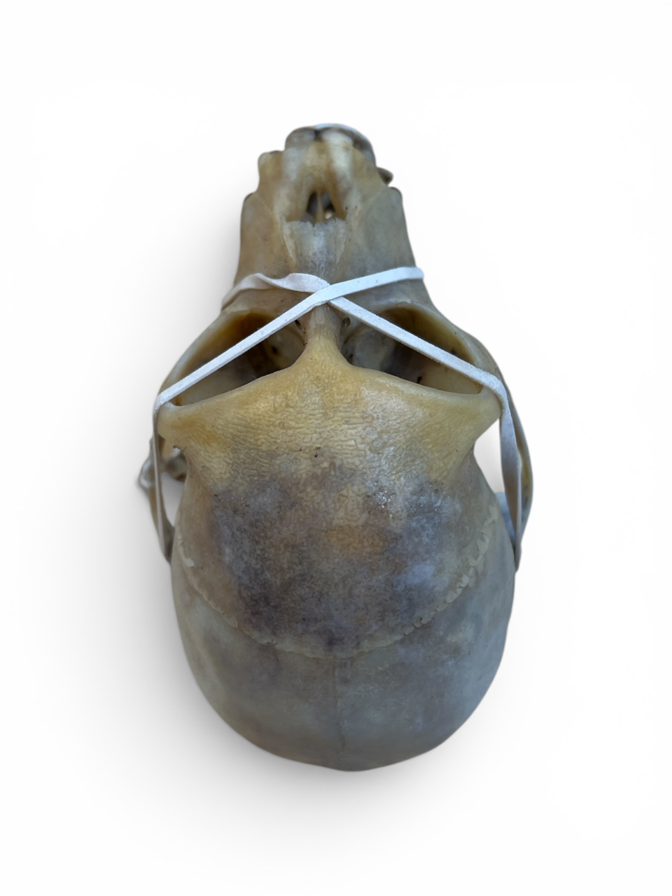 Real African Monkey Skull - Ethically Sourced - 4.5" x 3"