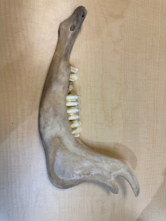 Buffalo Jaw Bones