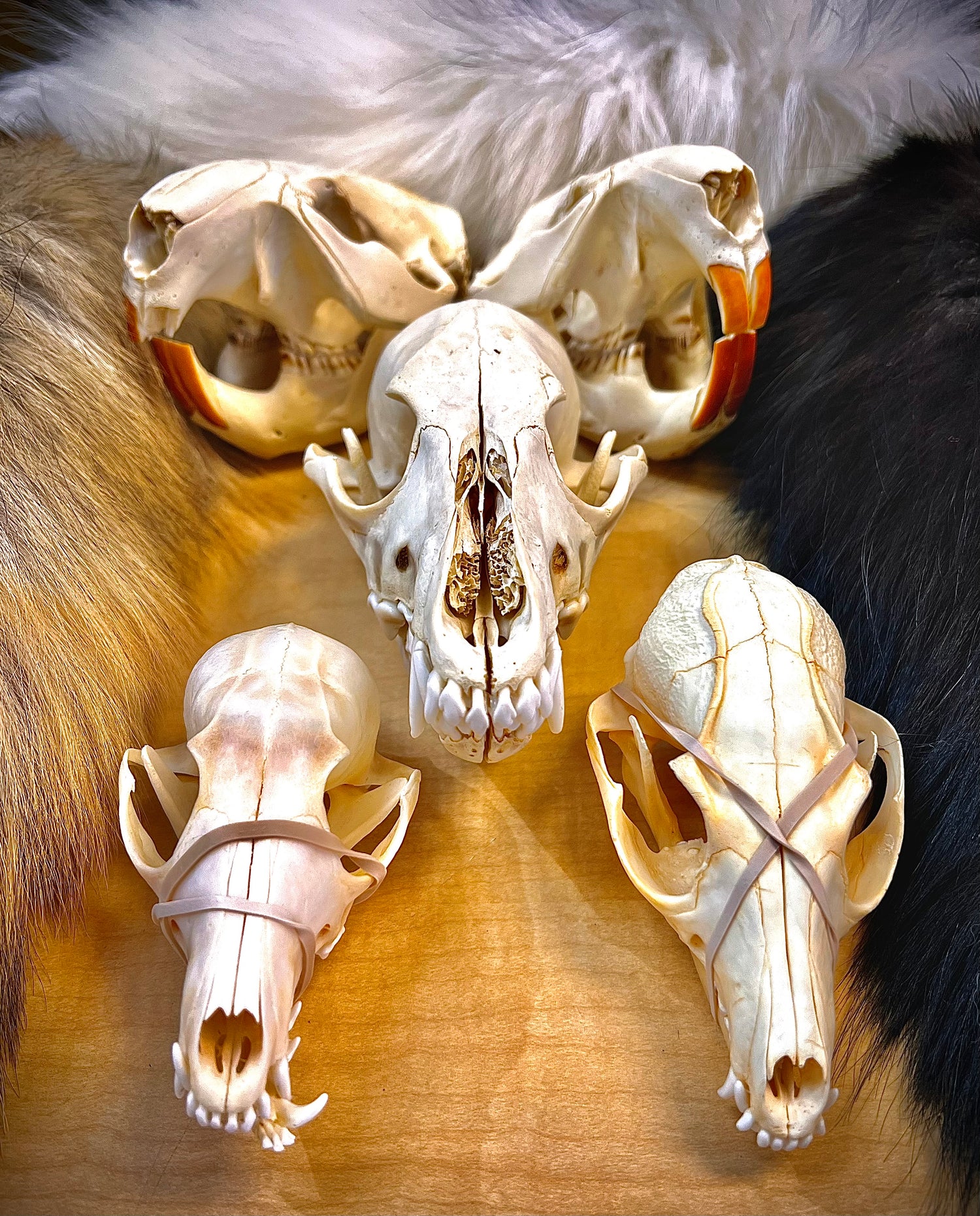 Taxidermy / Skulls and Fur