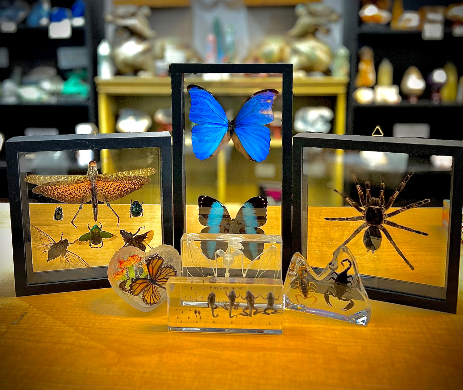 Taxidermy / Insects & Wildlife