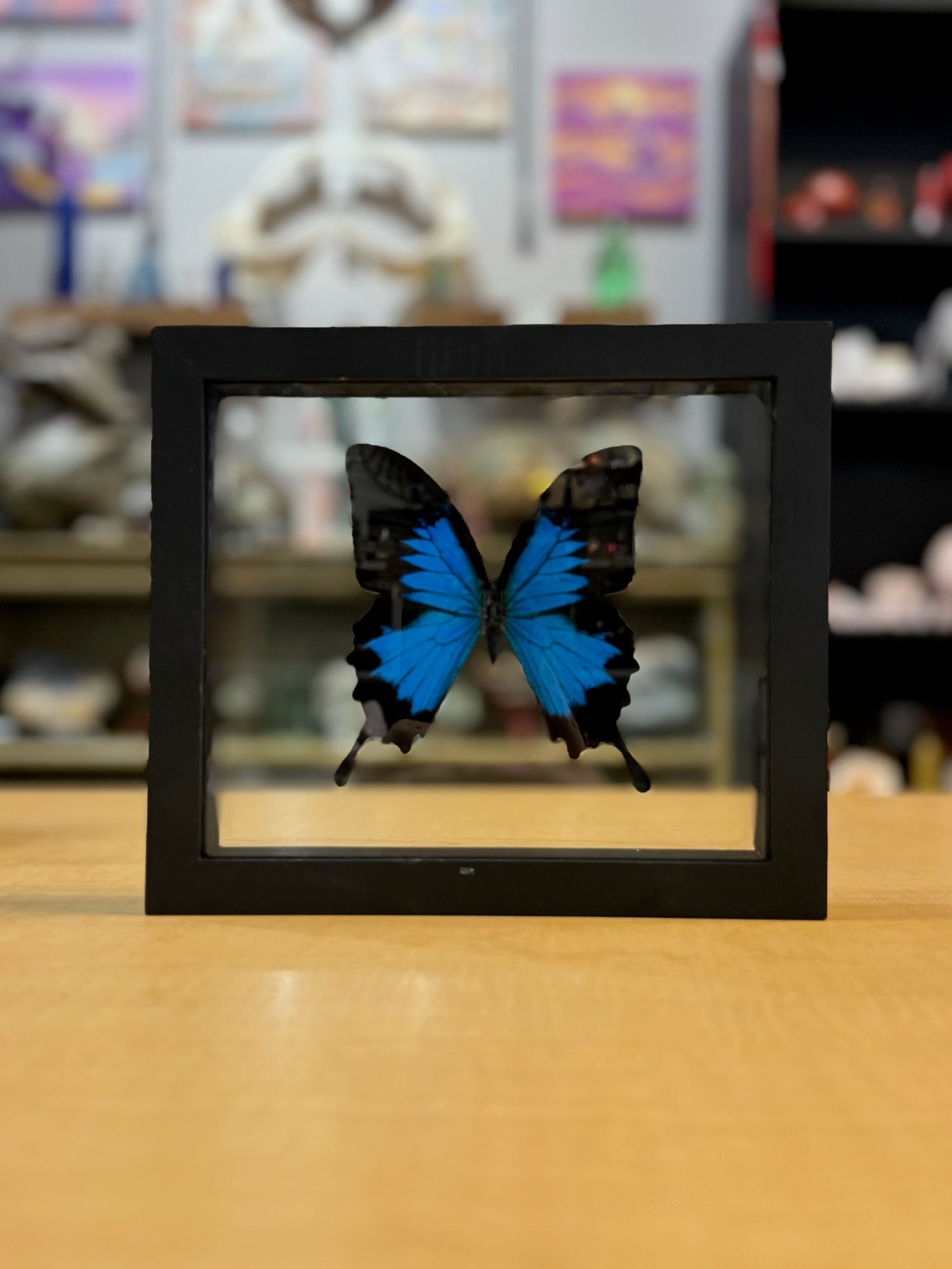 Taxidermy / Butterflies