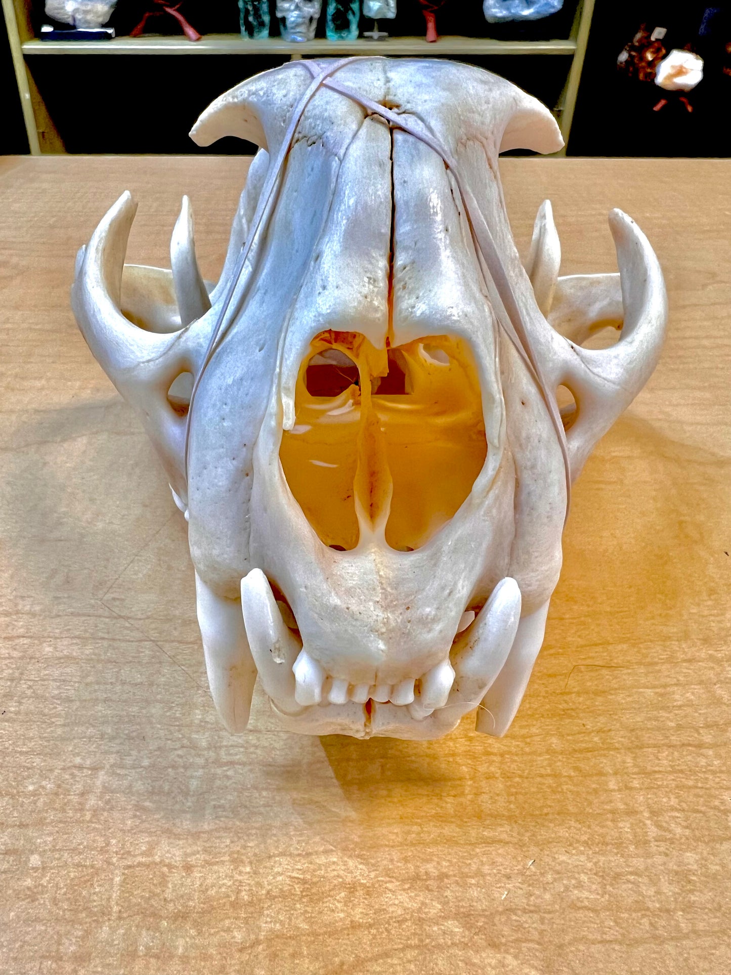 Mountain Lion Skull (Ethically Sourced)