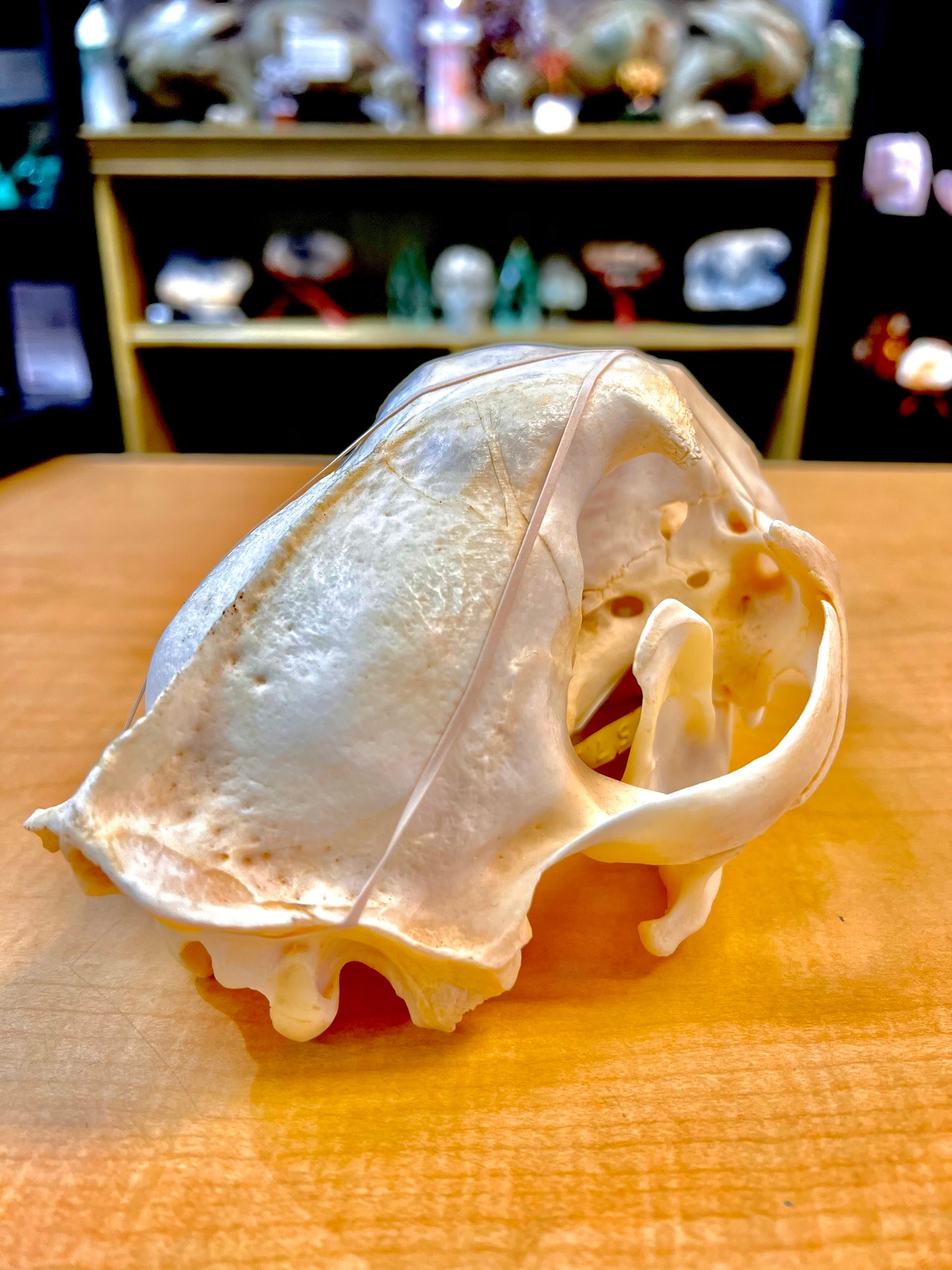 Mountain Lion Skull (Ethically Sourced)