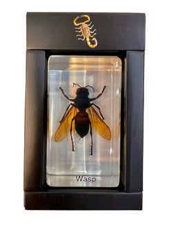 Real Wasp In Acrylic