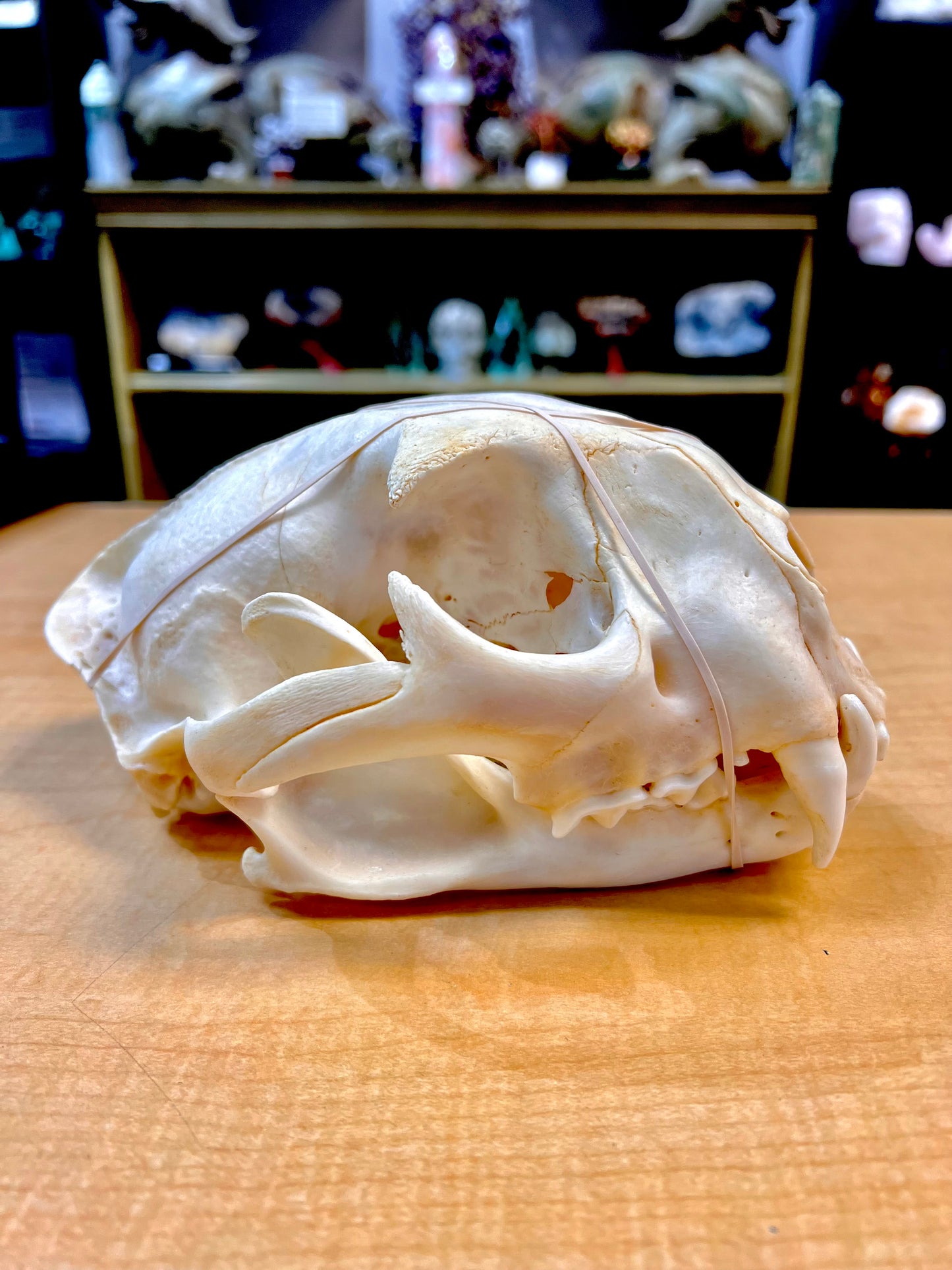 Mountain Lion Skull (Ethically Sourced)