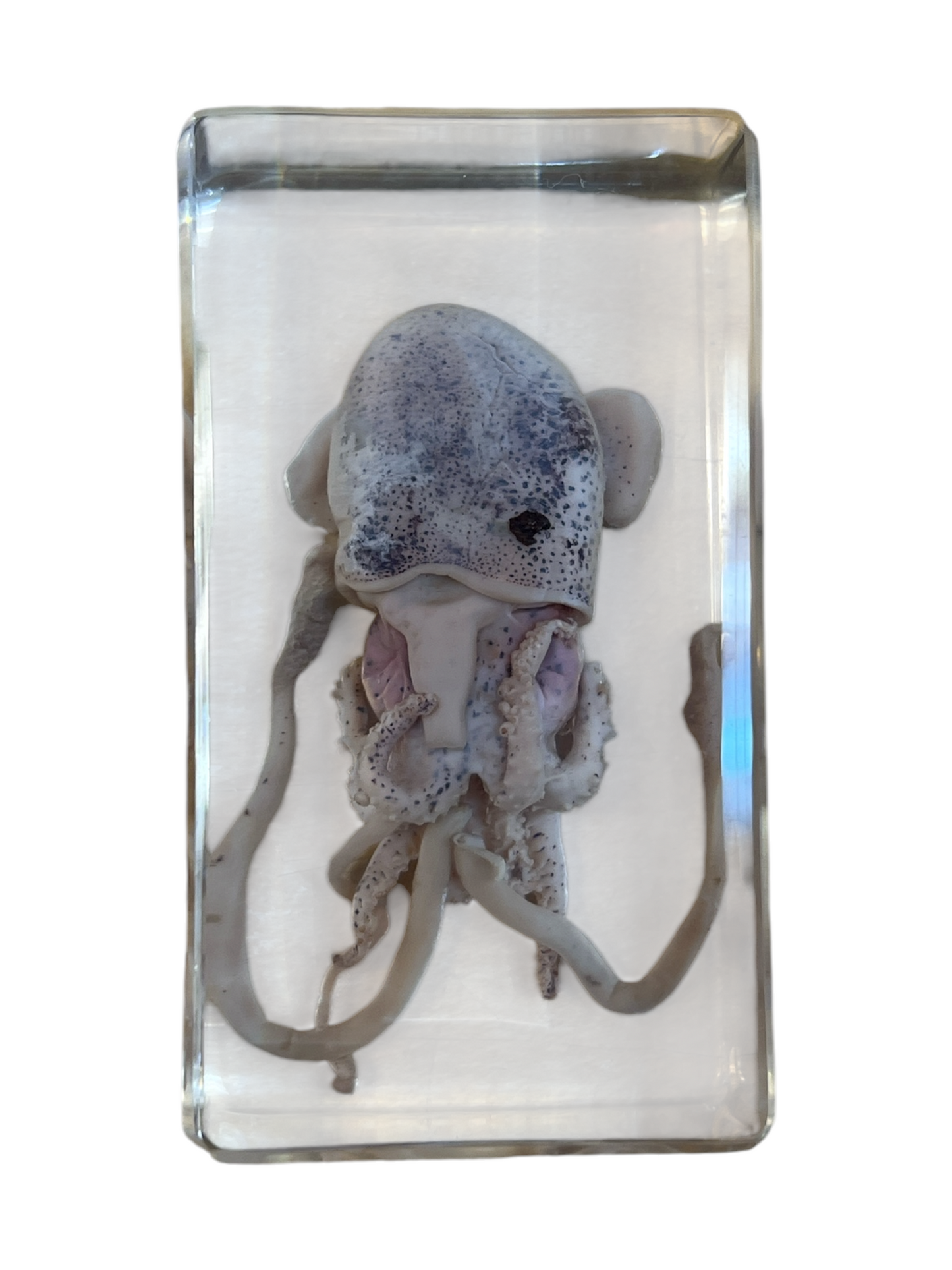 Real Taxidermy Squid