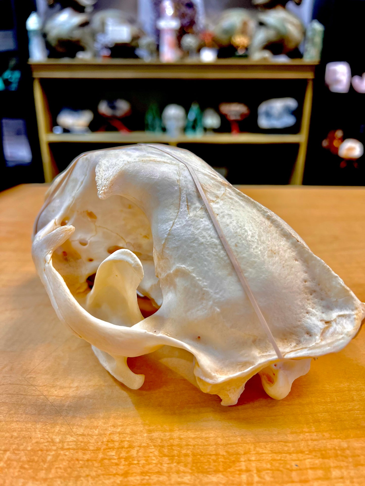 Mountain Lion Skull (Ethically Sourced)