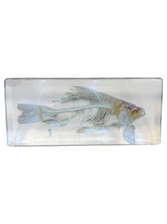 Real Taxidermy Fish