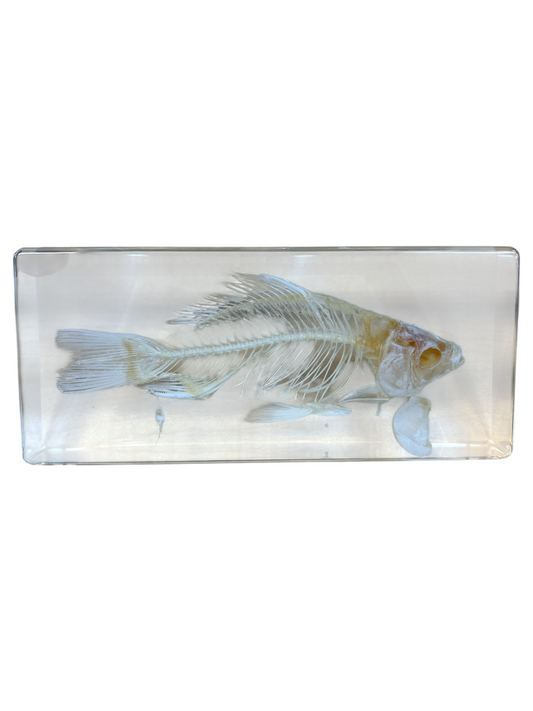 Real Taxidermy Fish