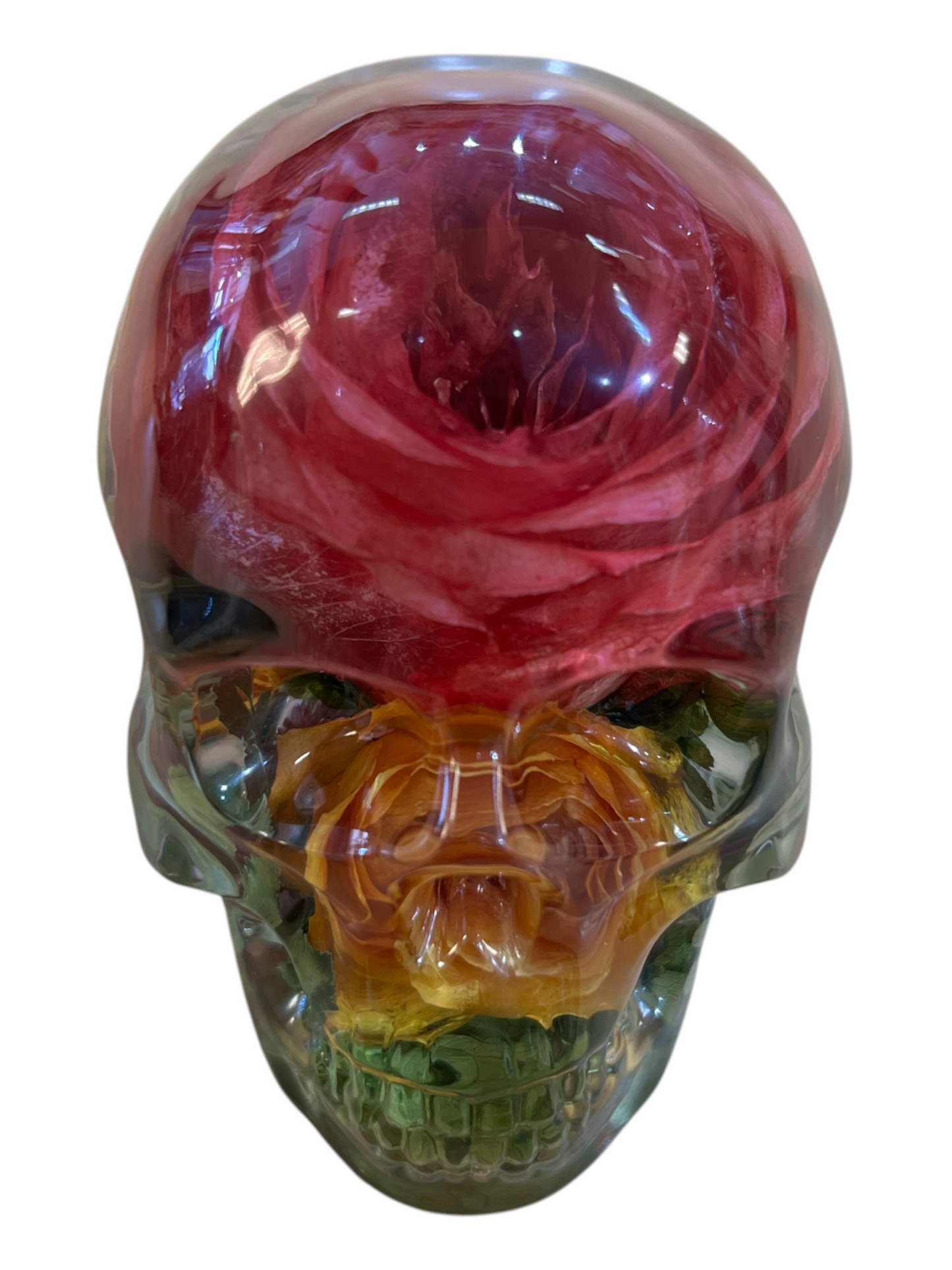 Real Taxidermy Skull & Flowers