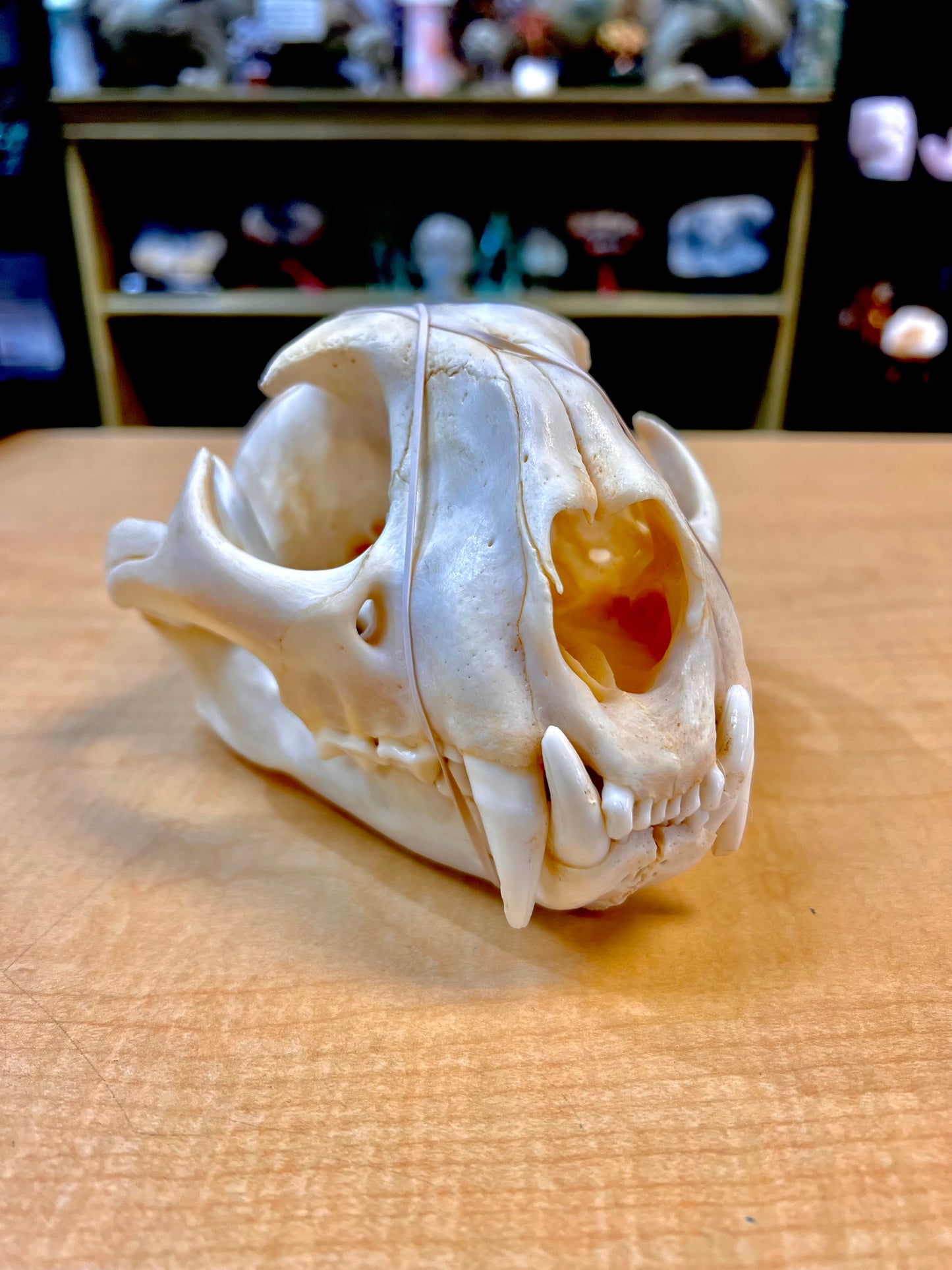 Mountain Lion Skull (Ethically Sourced)