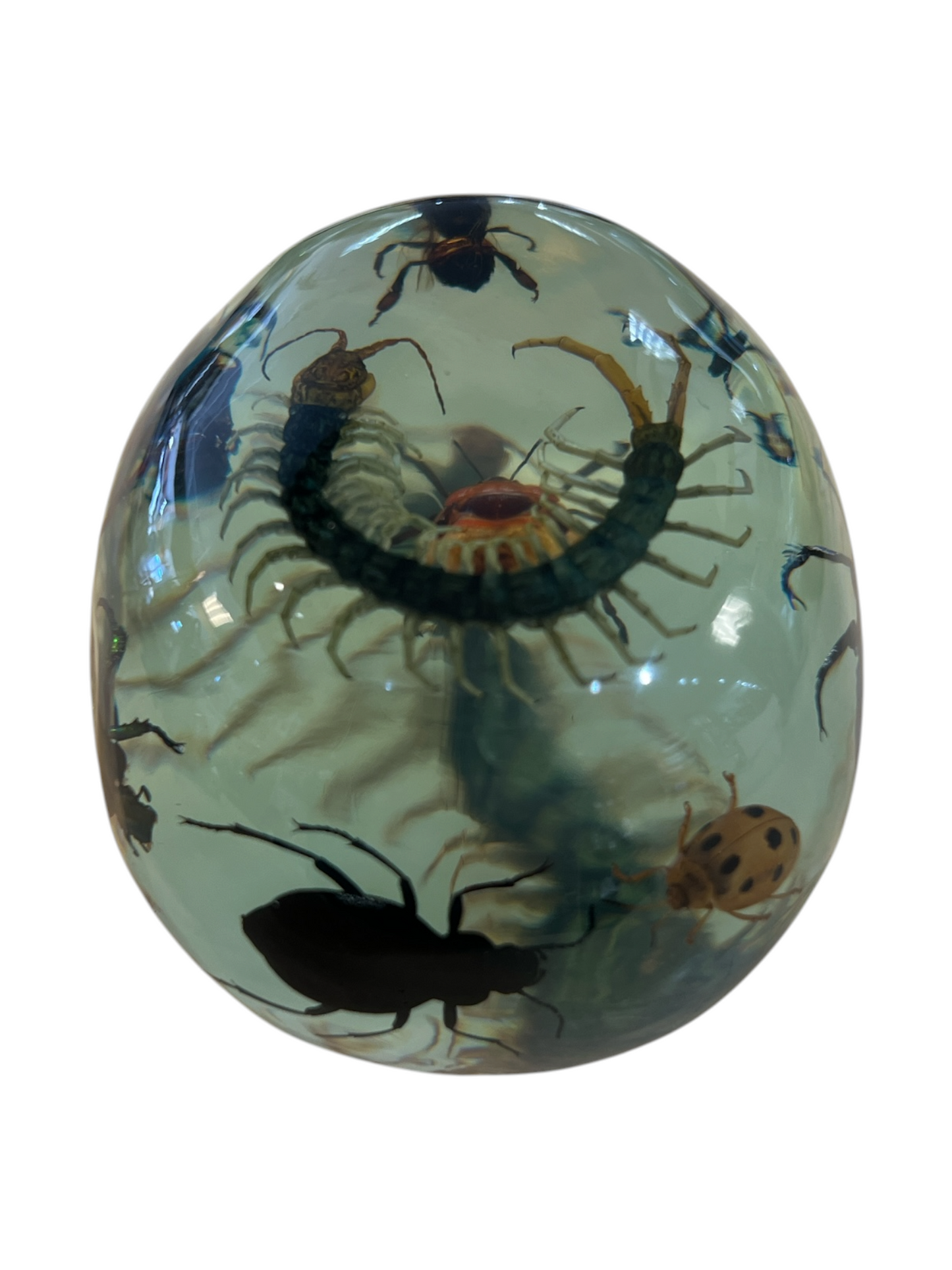 Real Taxidermy Skull & Assorted Bugs
