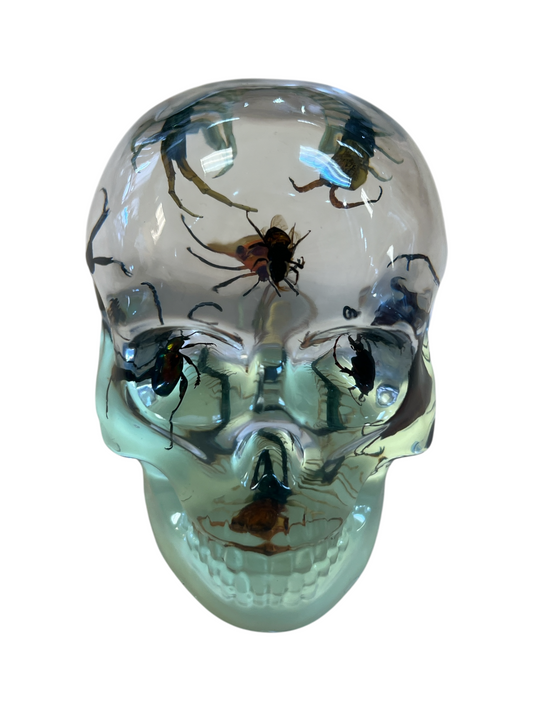 Real Taxidermy Skull & Assorted Bugs