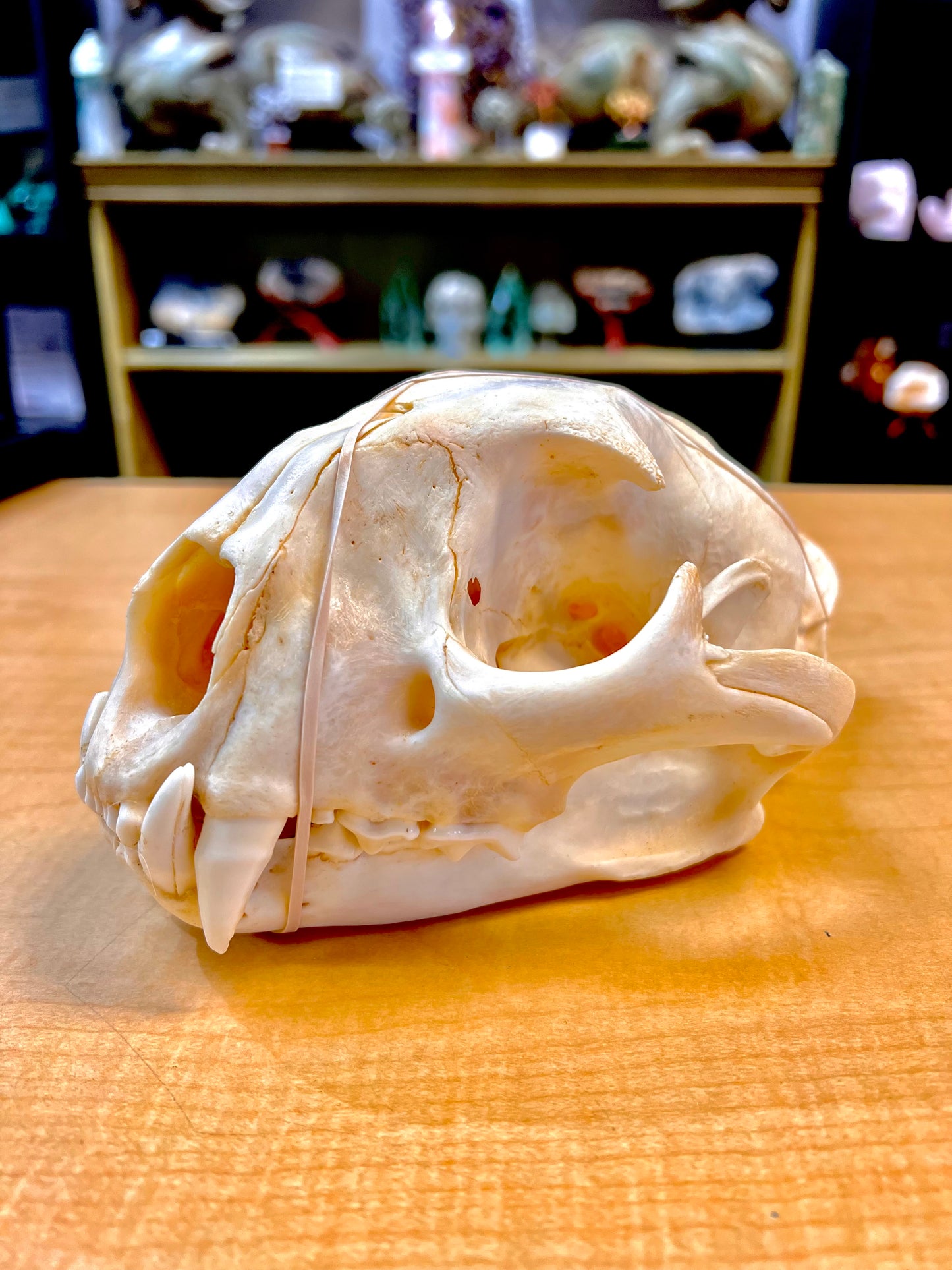 Mountain Lion Skull (Ethically Sourced)