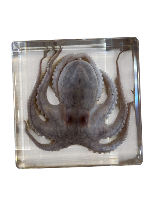 Real Taxidermy Octopus