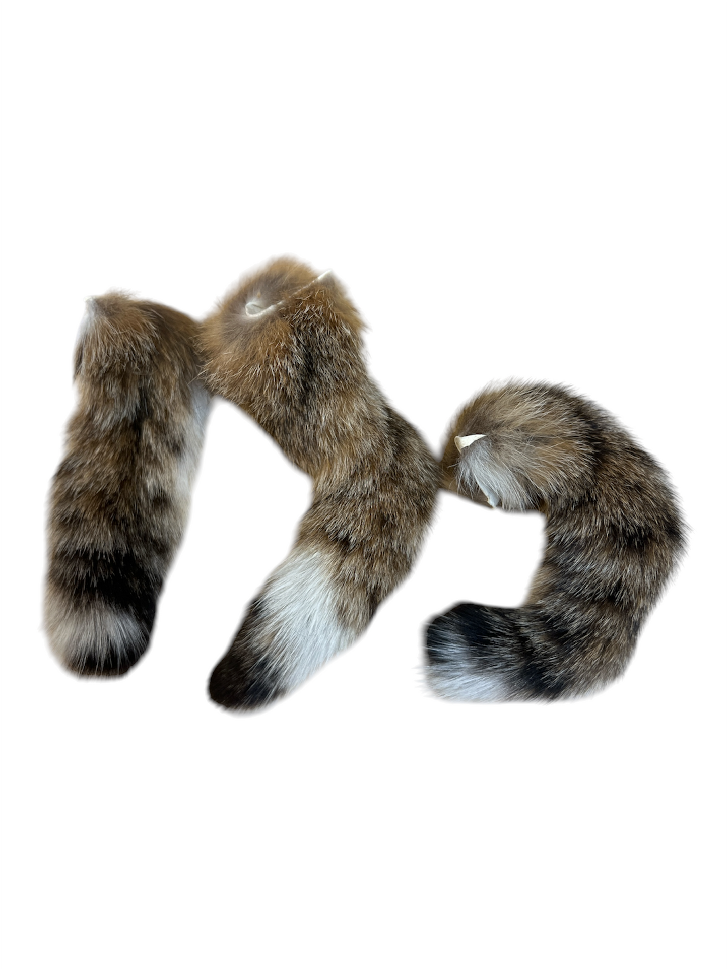Bobcat Tail (Ethically Sourced)