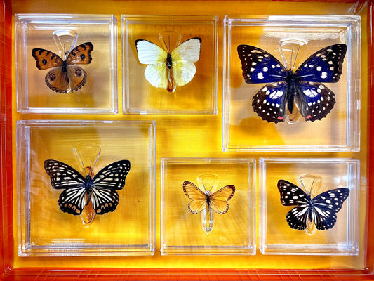 Butterfly Collections (Set Of 6) Ethically Sourced