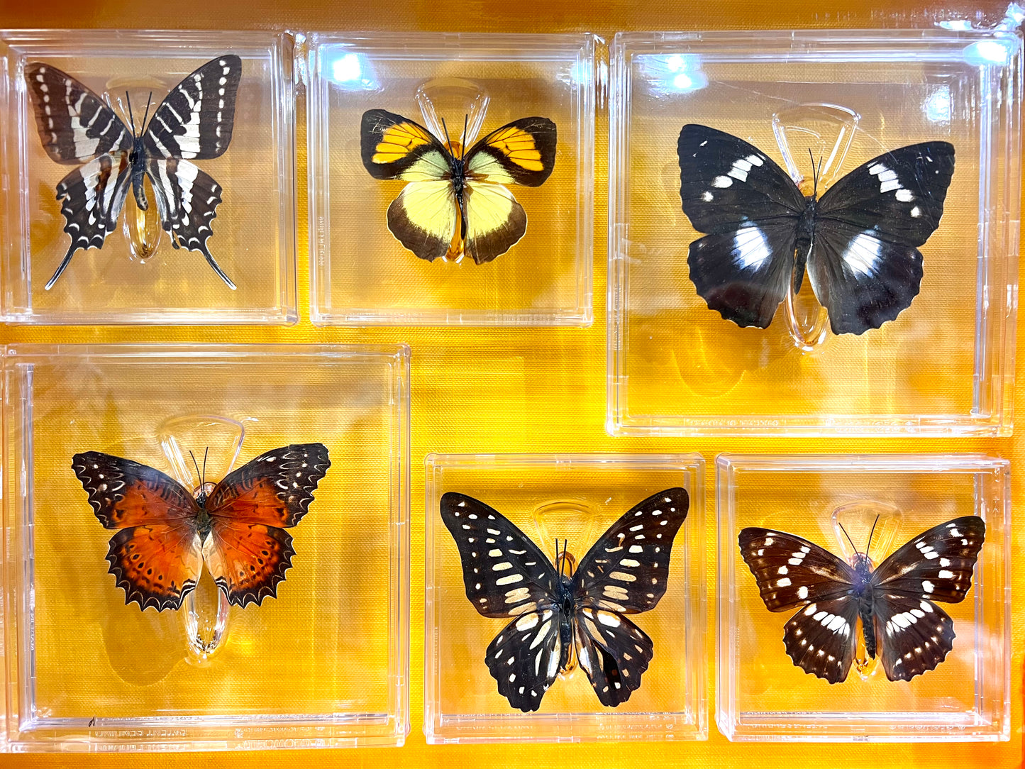 Butterfly Collections (Set Of 6) Ethically Sourced