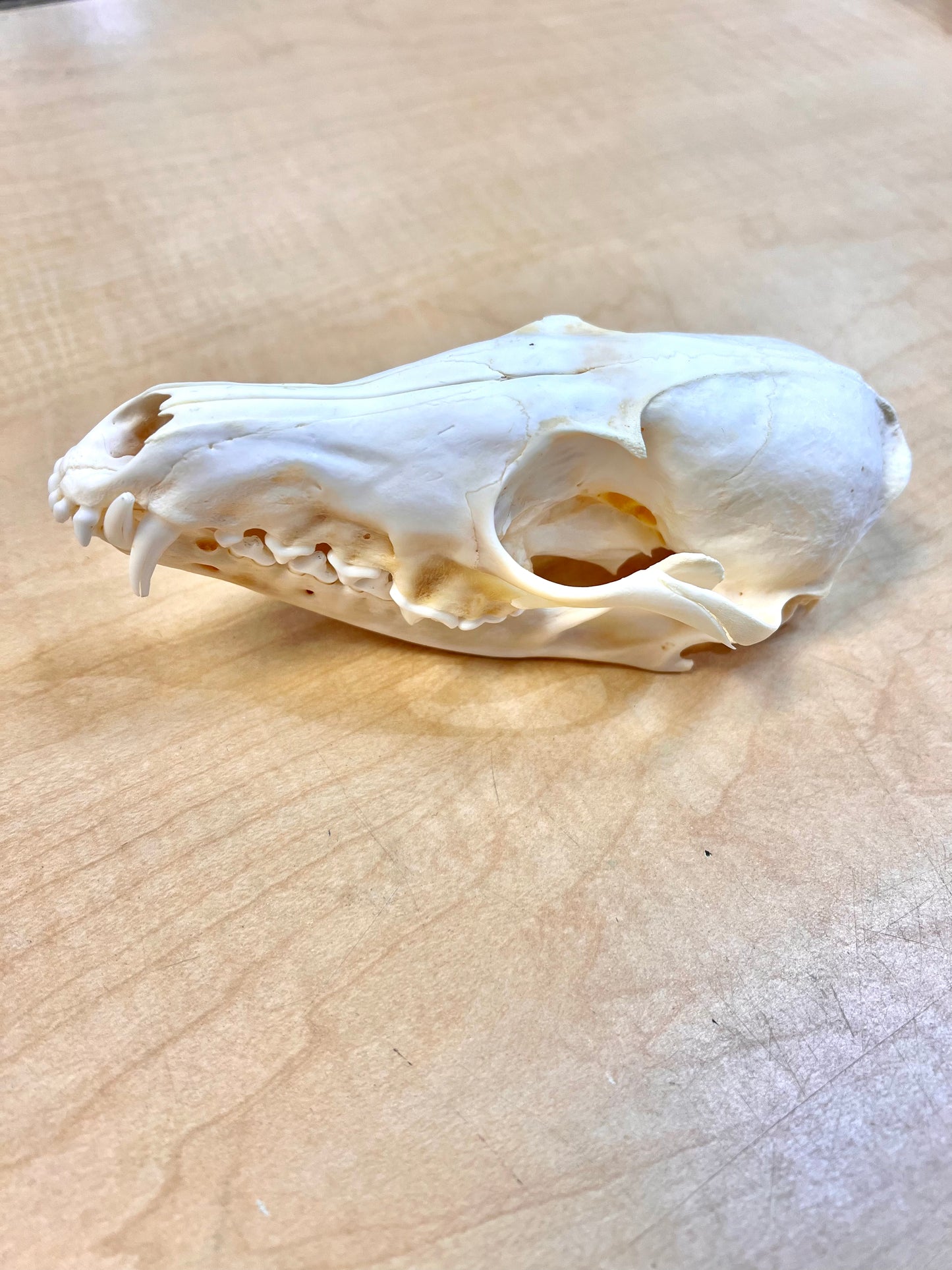 Ethically Sourced Alaskan Red Fox Skull (7.5"inches)