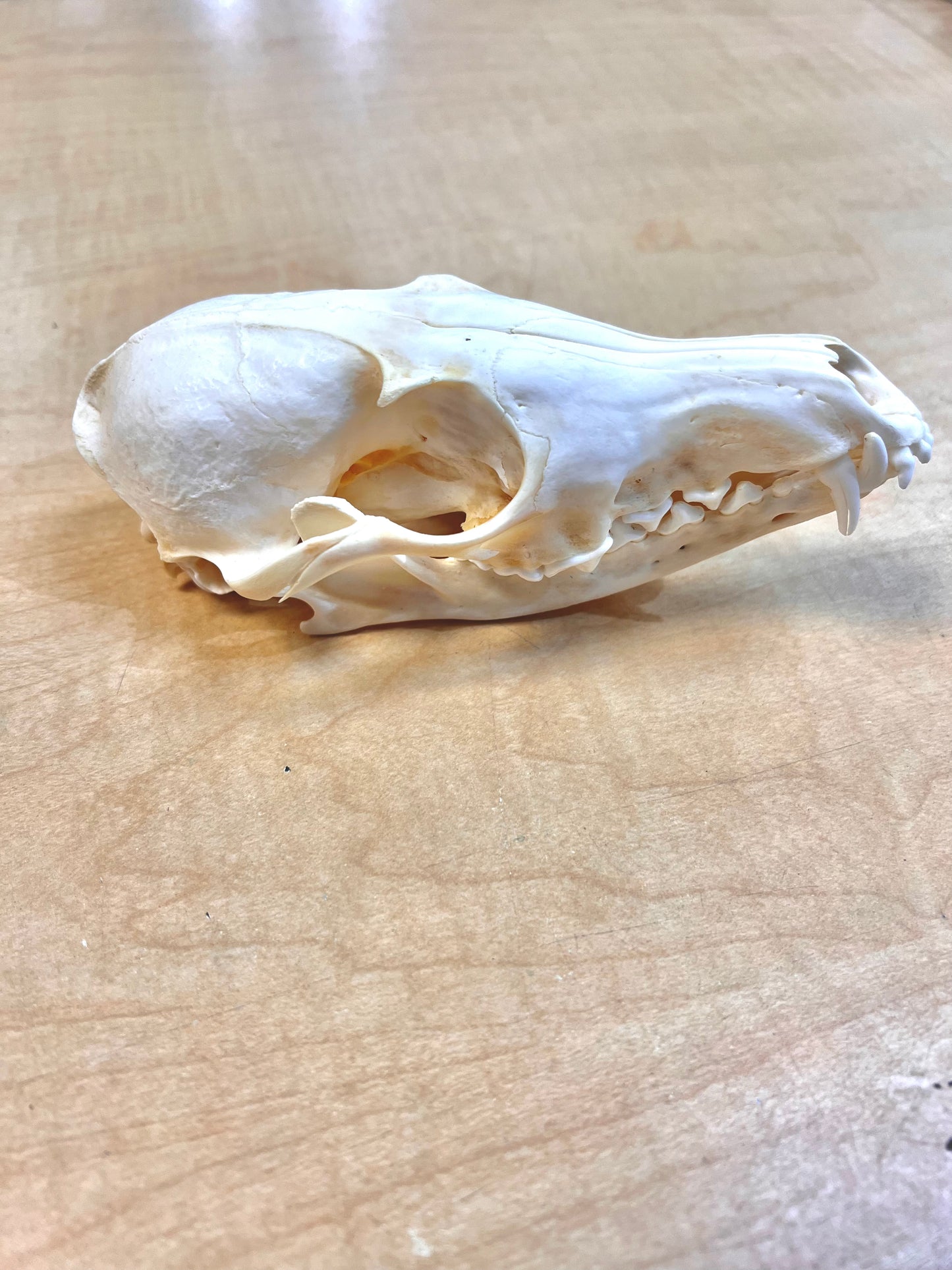 Ethically Sourced Alaskan Red Fox Skull (7.5"inches)