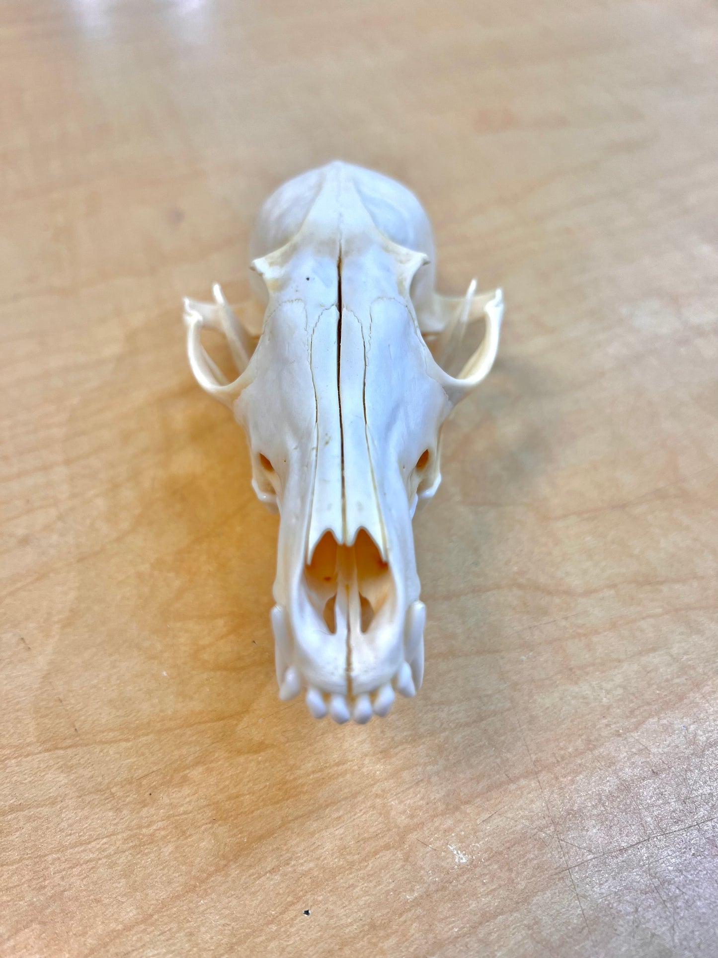 Ethically Sourced Alaskan Red Fox Skull (7.5"inches)