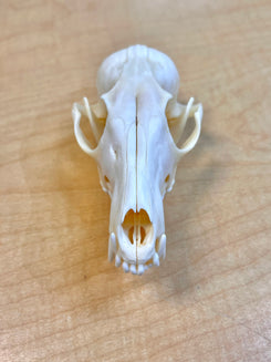 Ethically Sourced Alaskan Red Fox Skull (8.5"inches)